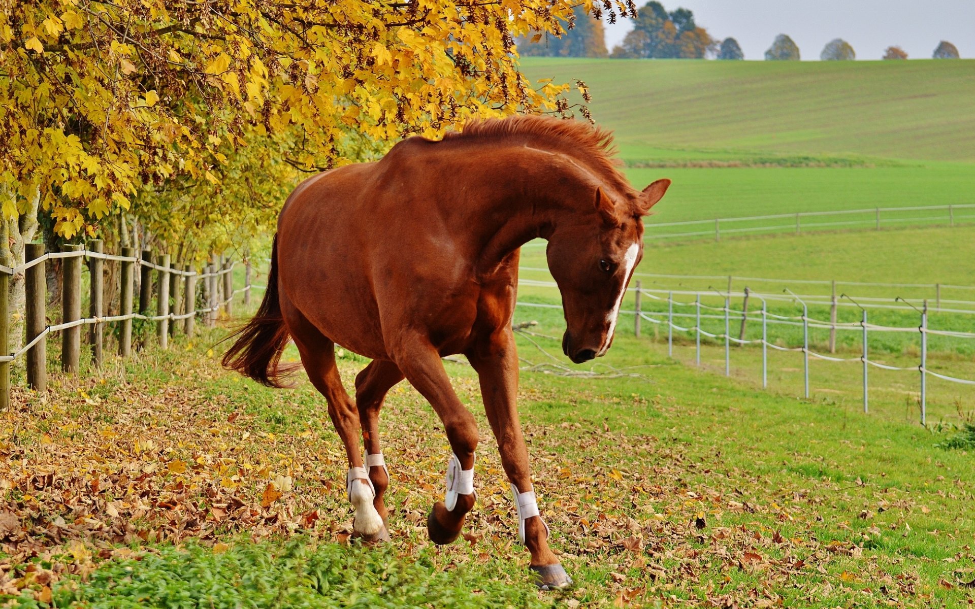 Liver chestnut Horse Papel de Parede HD Plano de Fundo 1920x1200