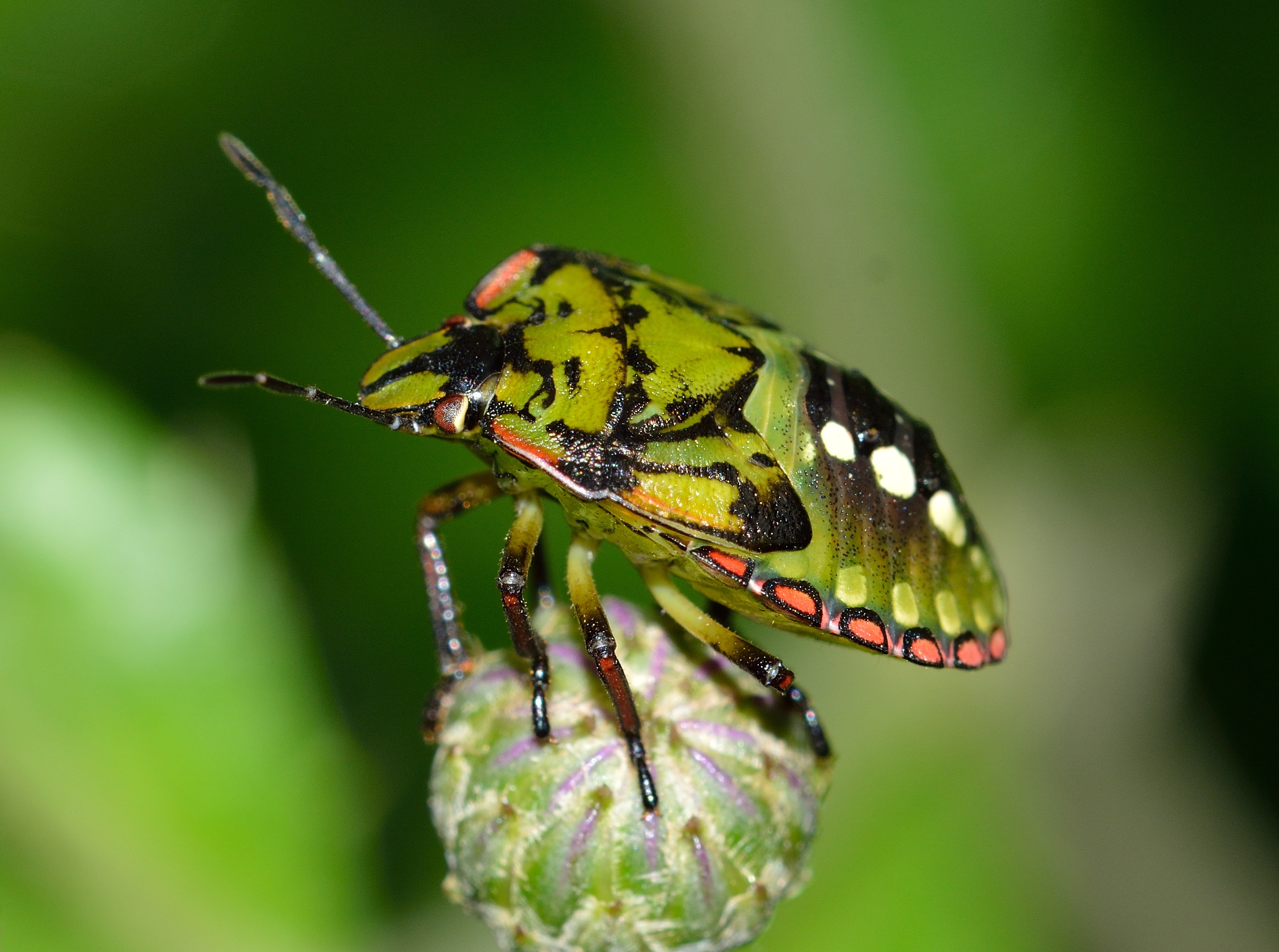 Download Green Bug Insect Animal Stink Bug HD Wallpaper