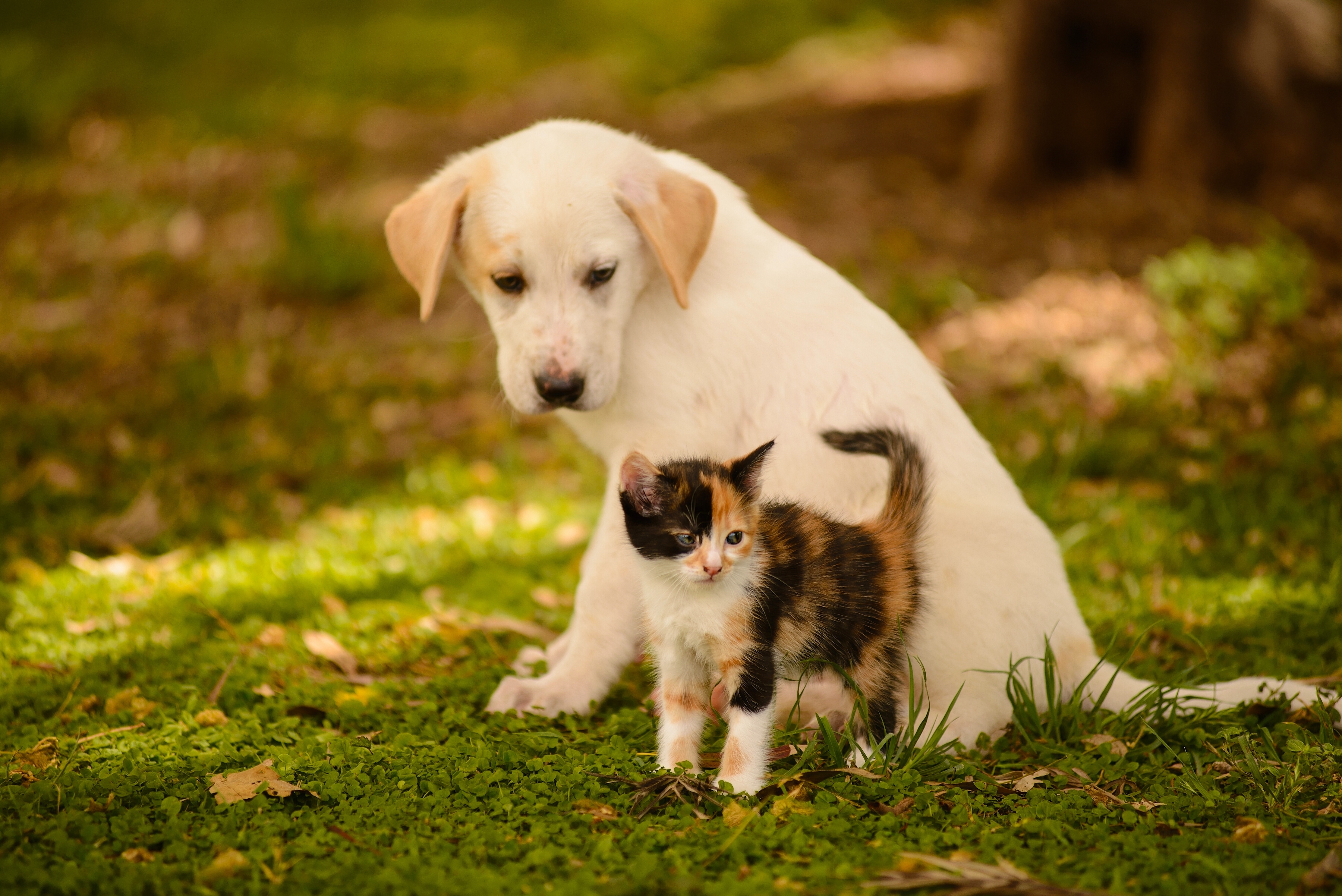 Chat Et Chien Mignon Fond Décran Chien Nouvelles