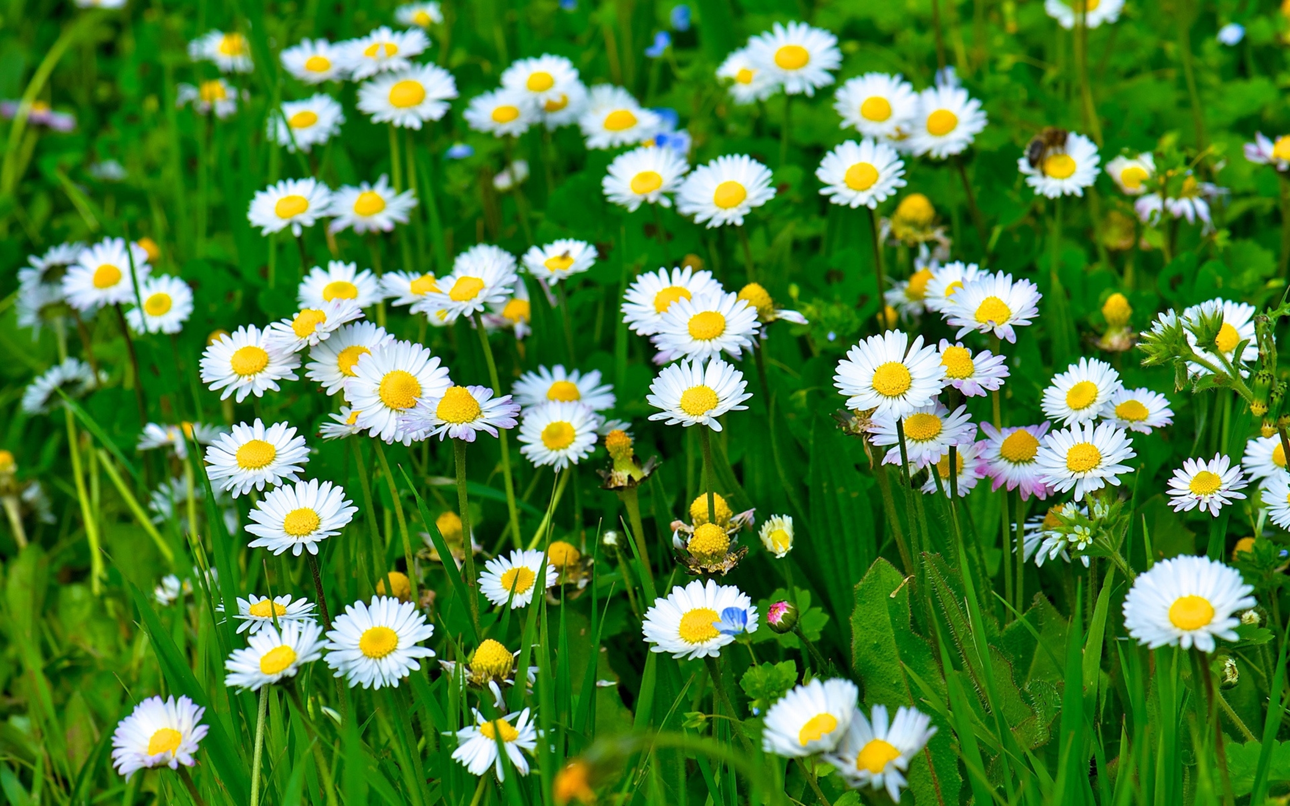 Download Nature White Flower Spring Closeup Grass Flower Daisy HD