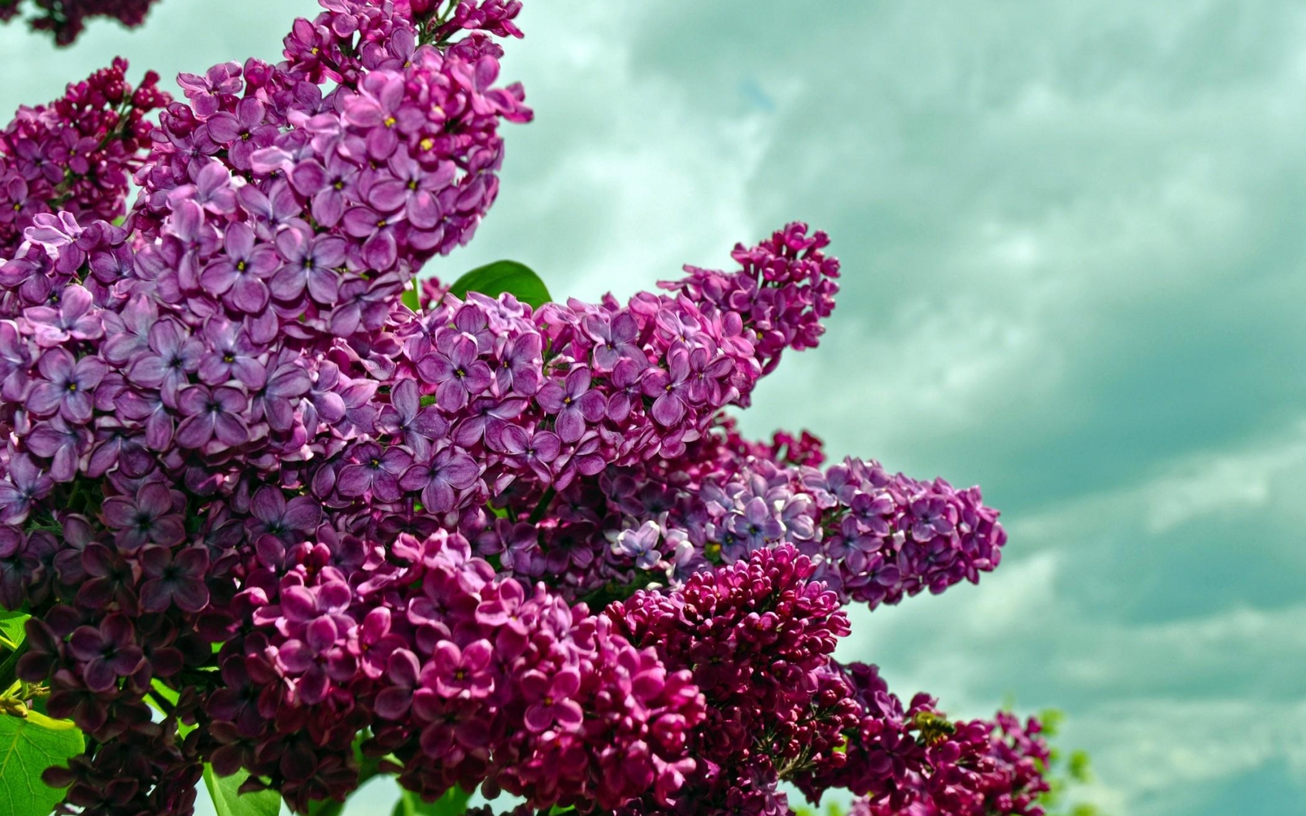 Download Cloud Purple Flower Nature Sky Closeup Bush Flower Lilac HD