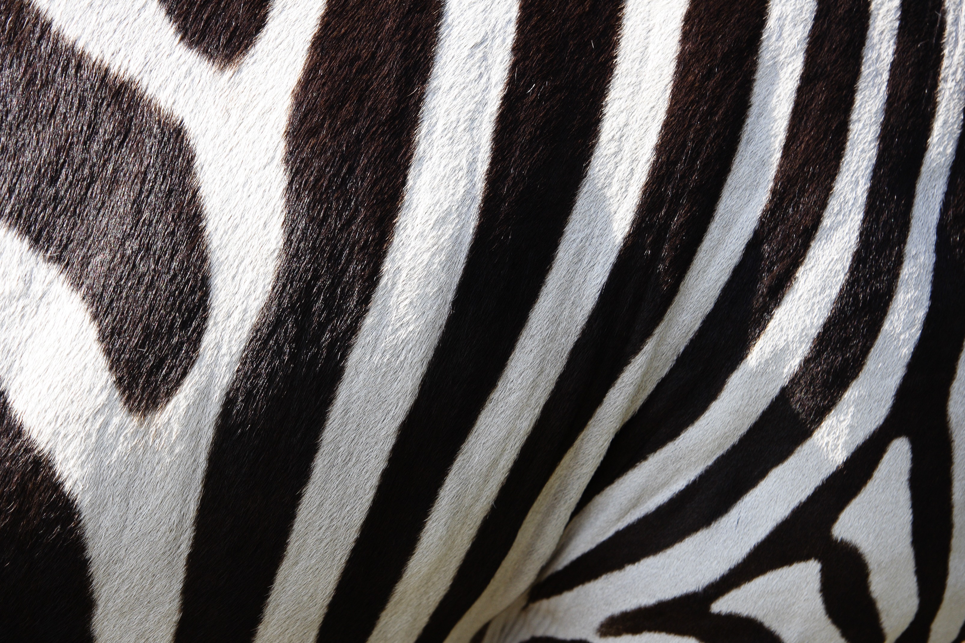 Download Fur Black & White Stripes Zebra Abstract Texture HD Wallpaper