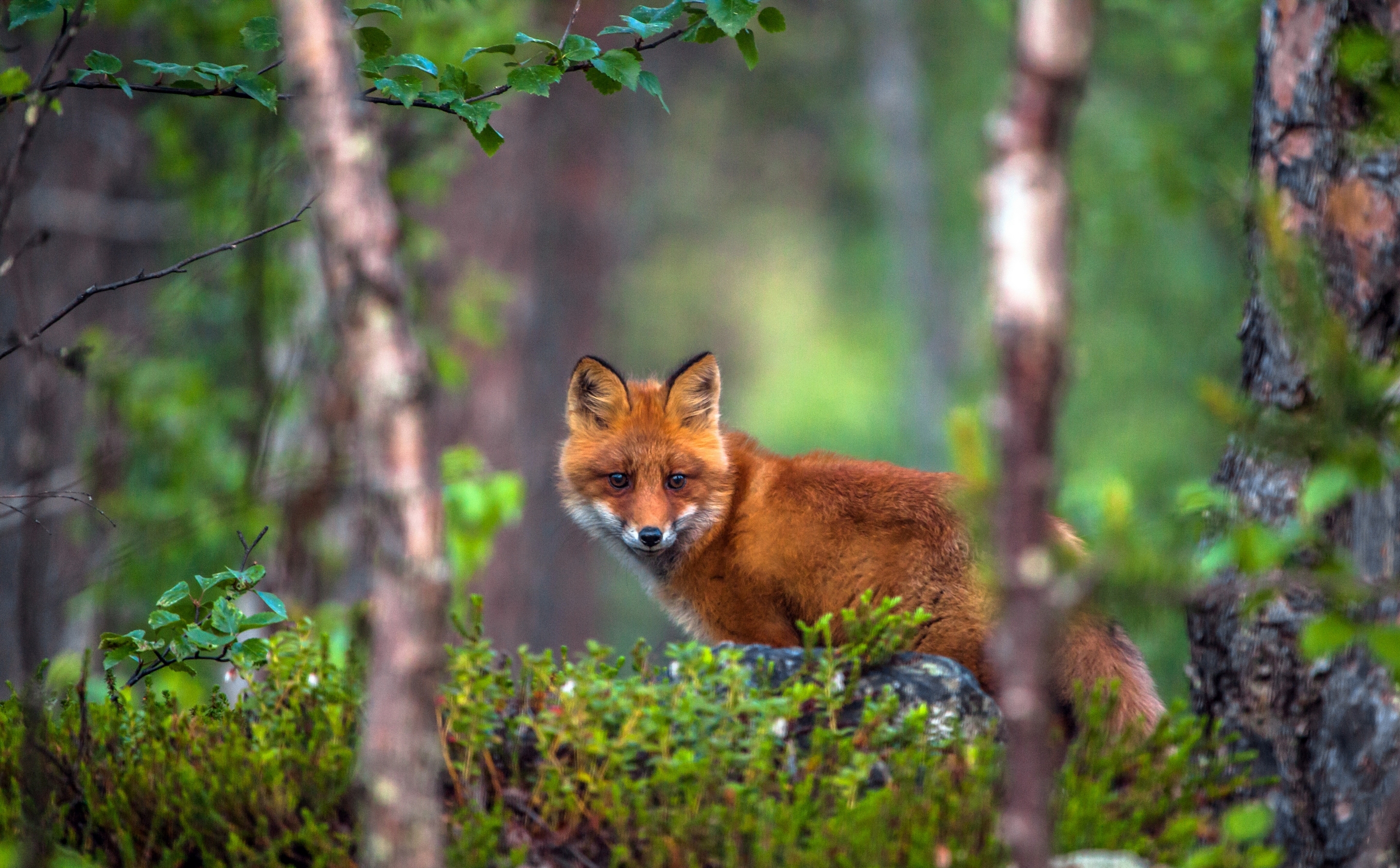 Fuchs HD Wallpaper Hintergrund 2880x1785 ID686252
