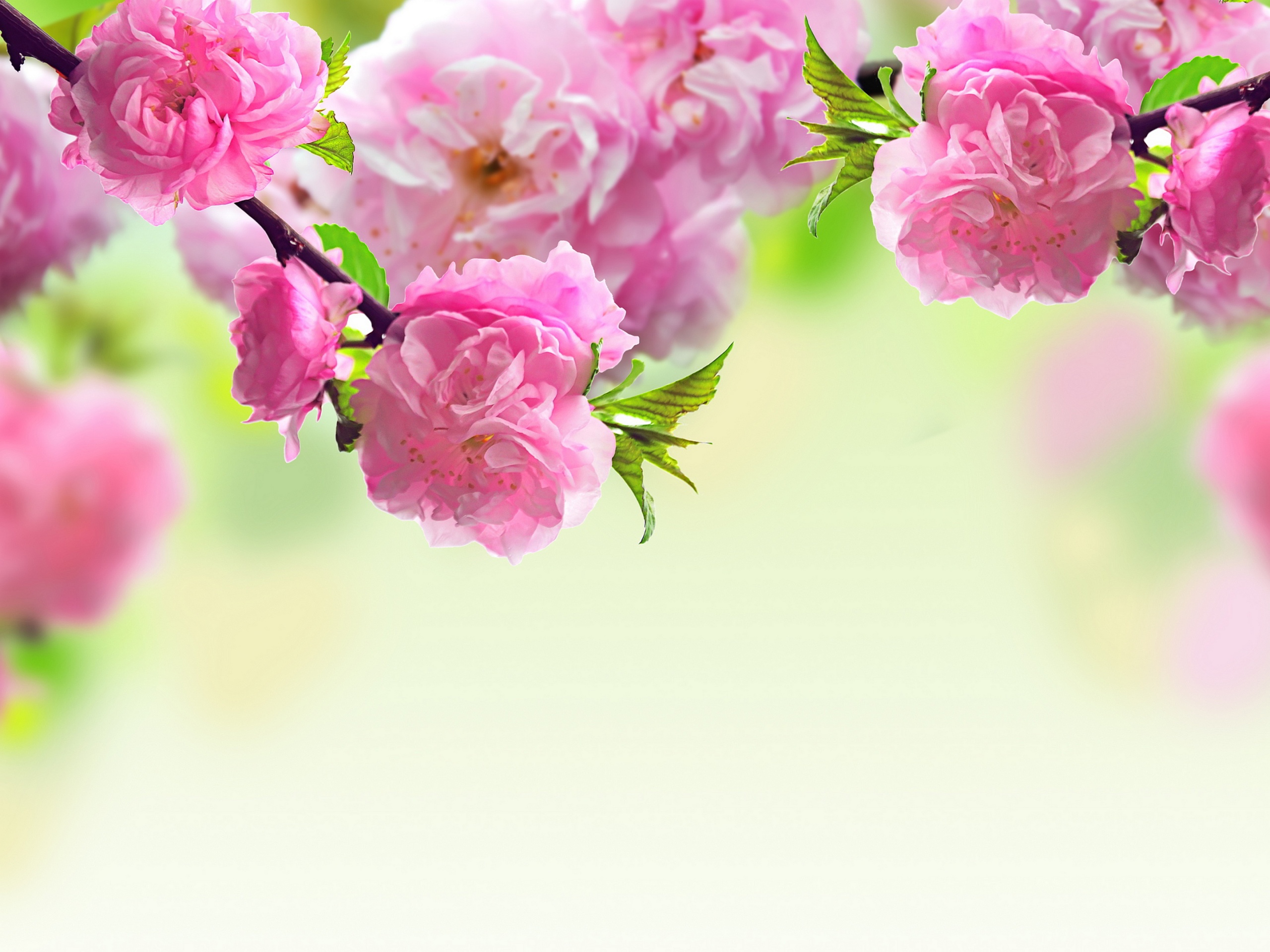 cherry blossoms for mother',s day HD Wallpaper Background Image