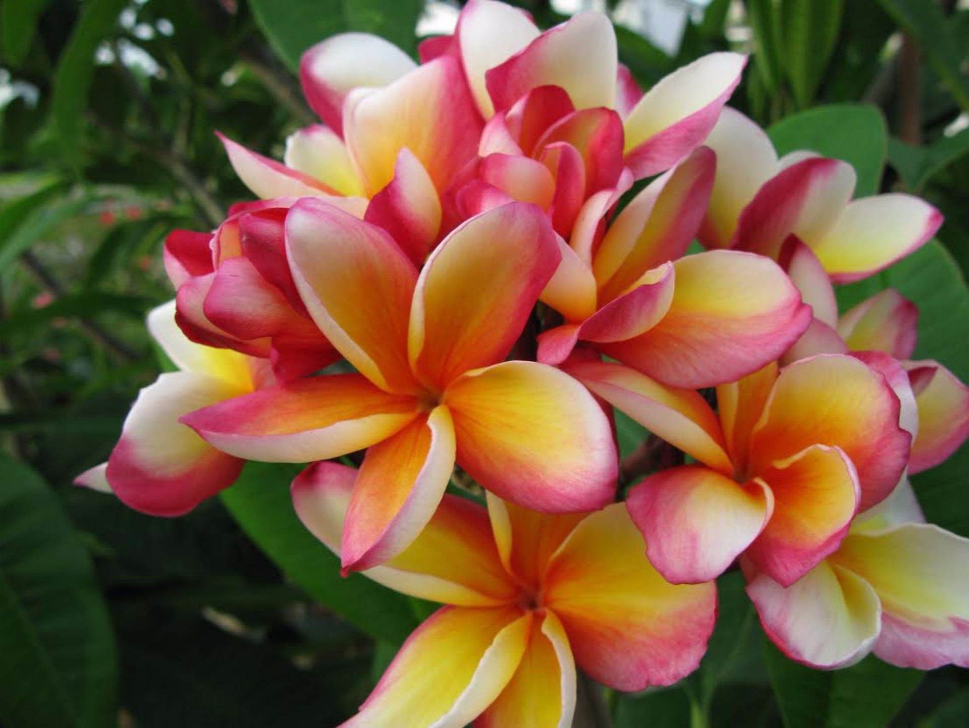 Download Plumeria Flower Nature Frangipani HD Wallpaper