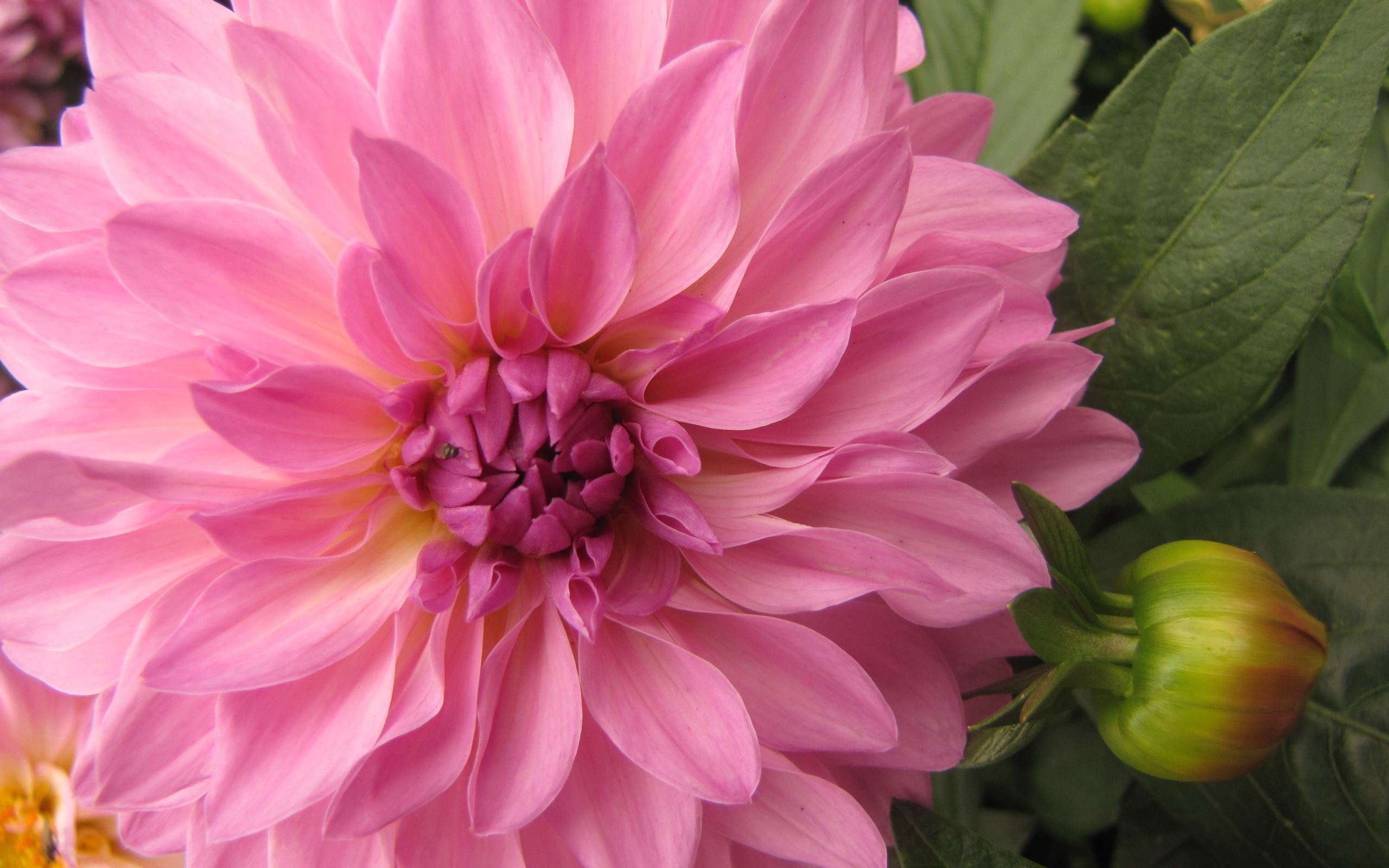 Download Pink Flower Closeup Flower Nature Dahlia HD Wallpaper
