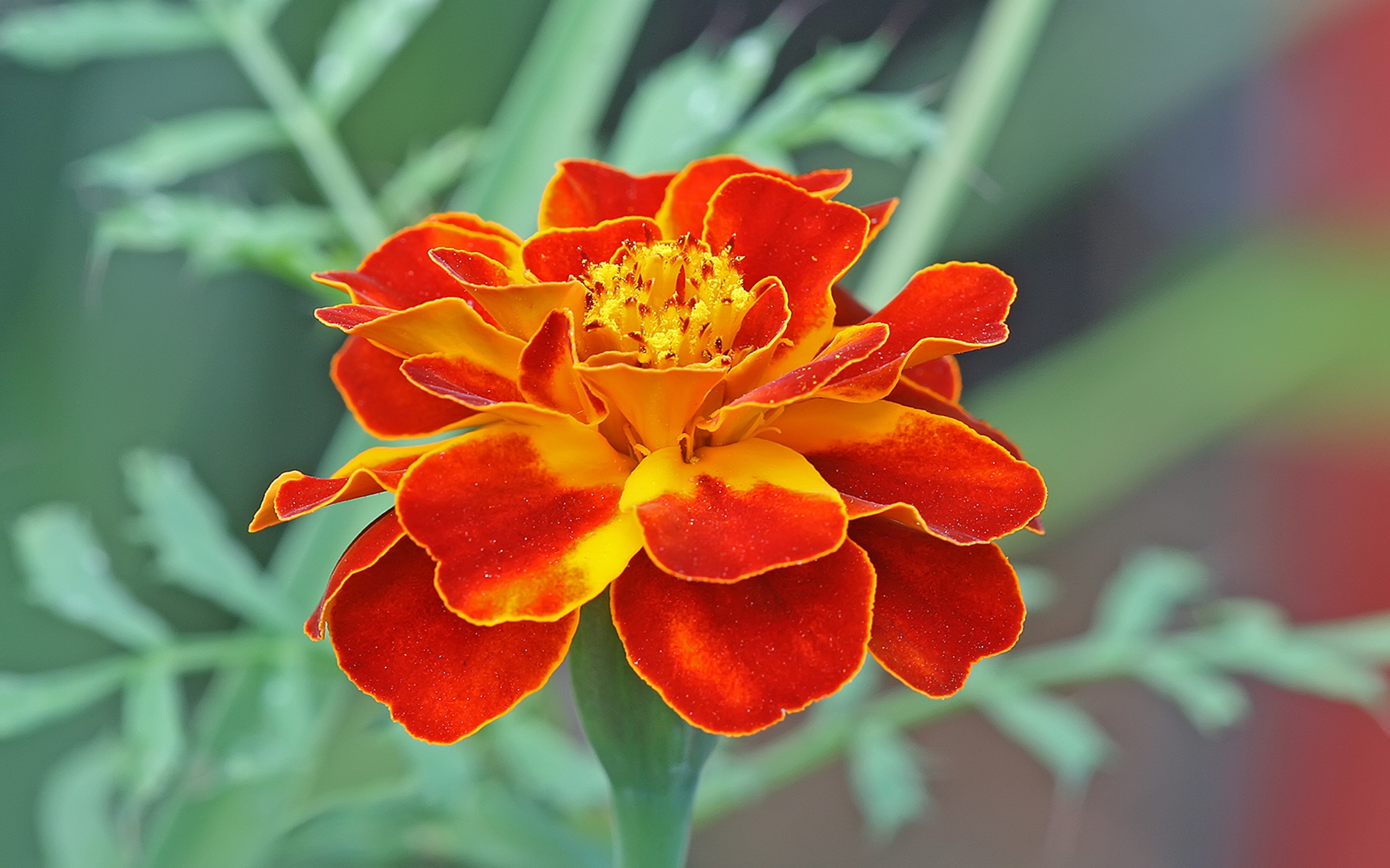 Vibrant Marigold HD Wallpaper of an Orange Bloom by Muhammad Mahdi Karim