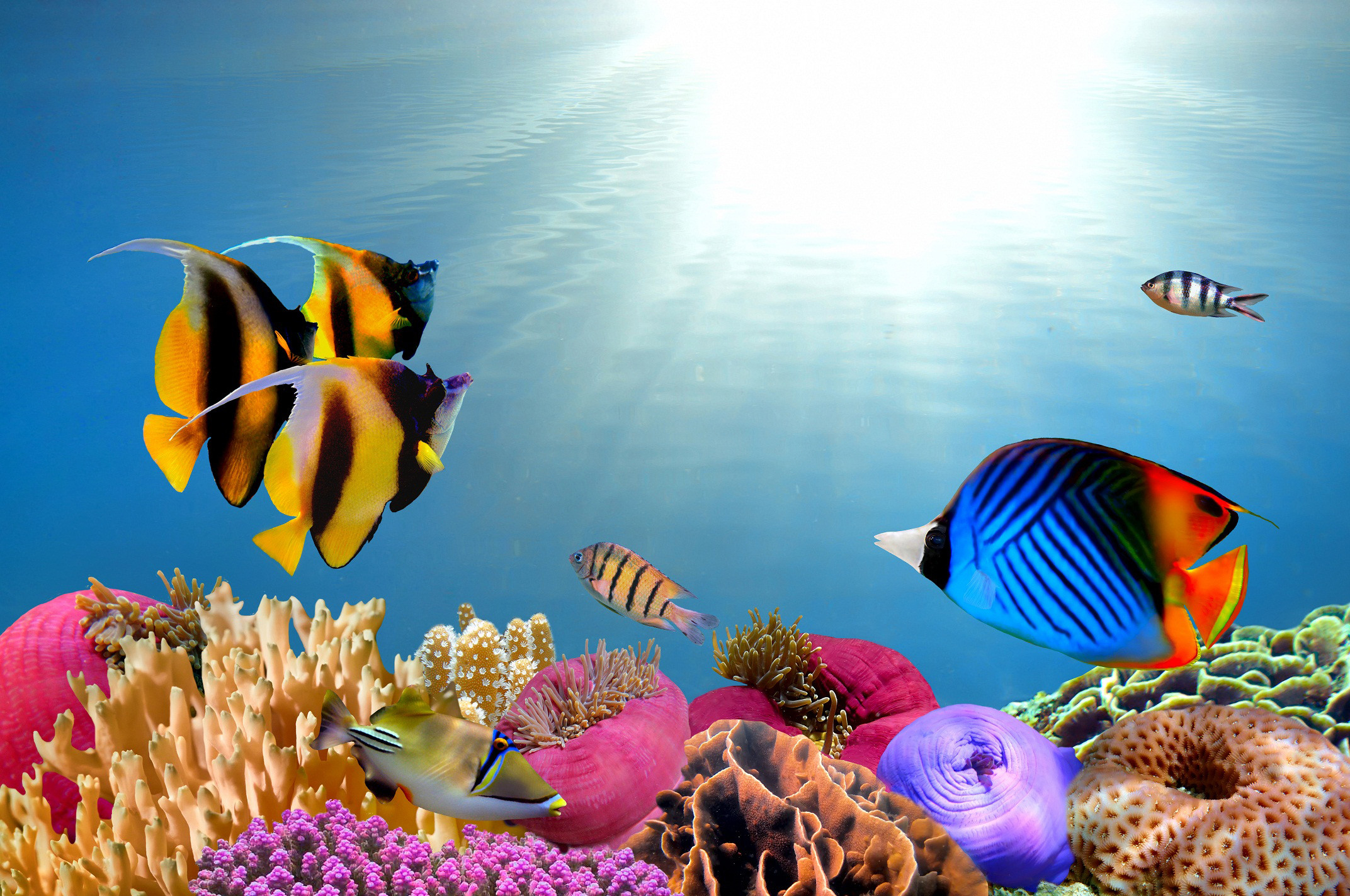 Underwater Fish Wallpaper
