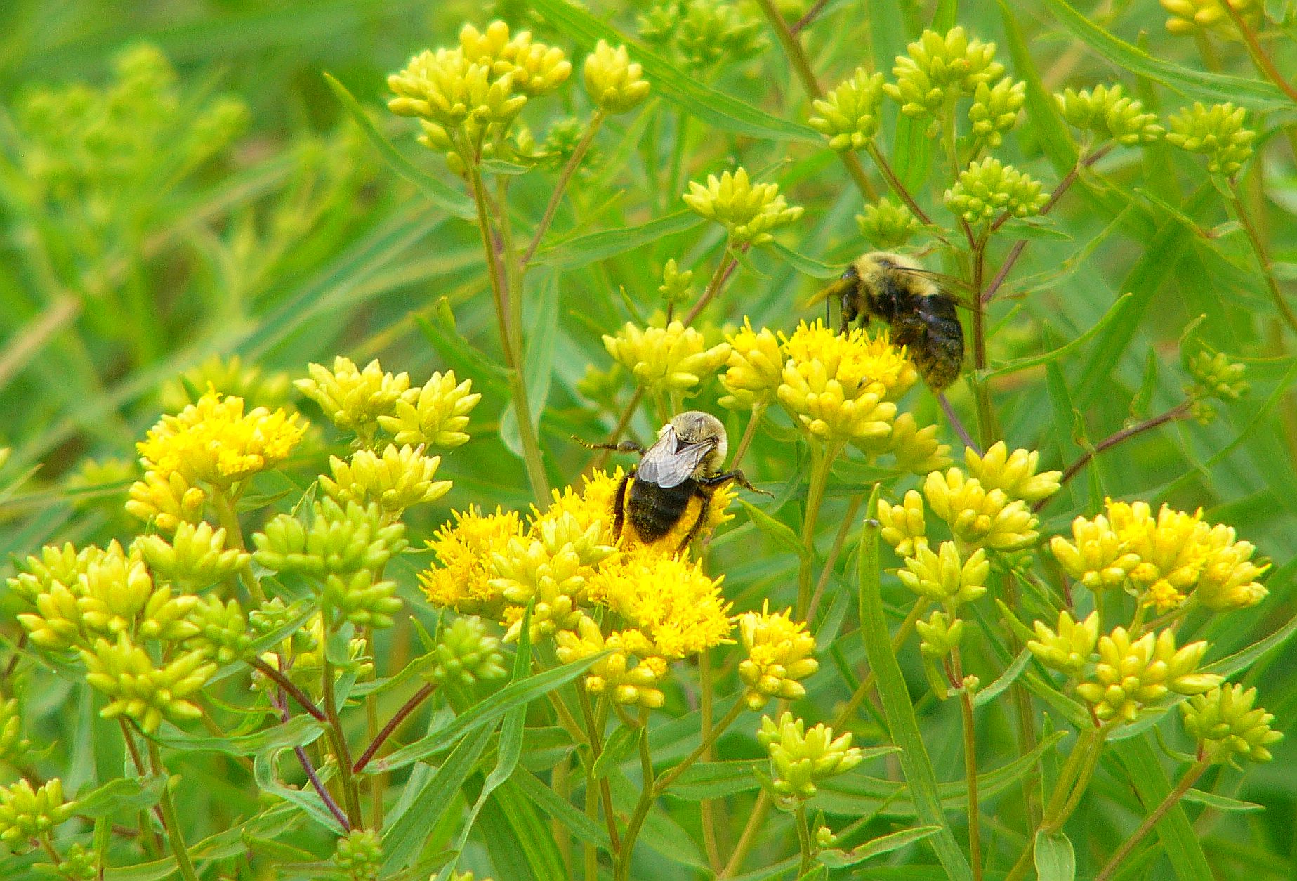 bees among the wildflowers by durkeema