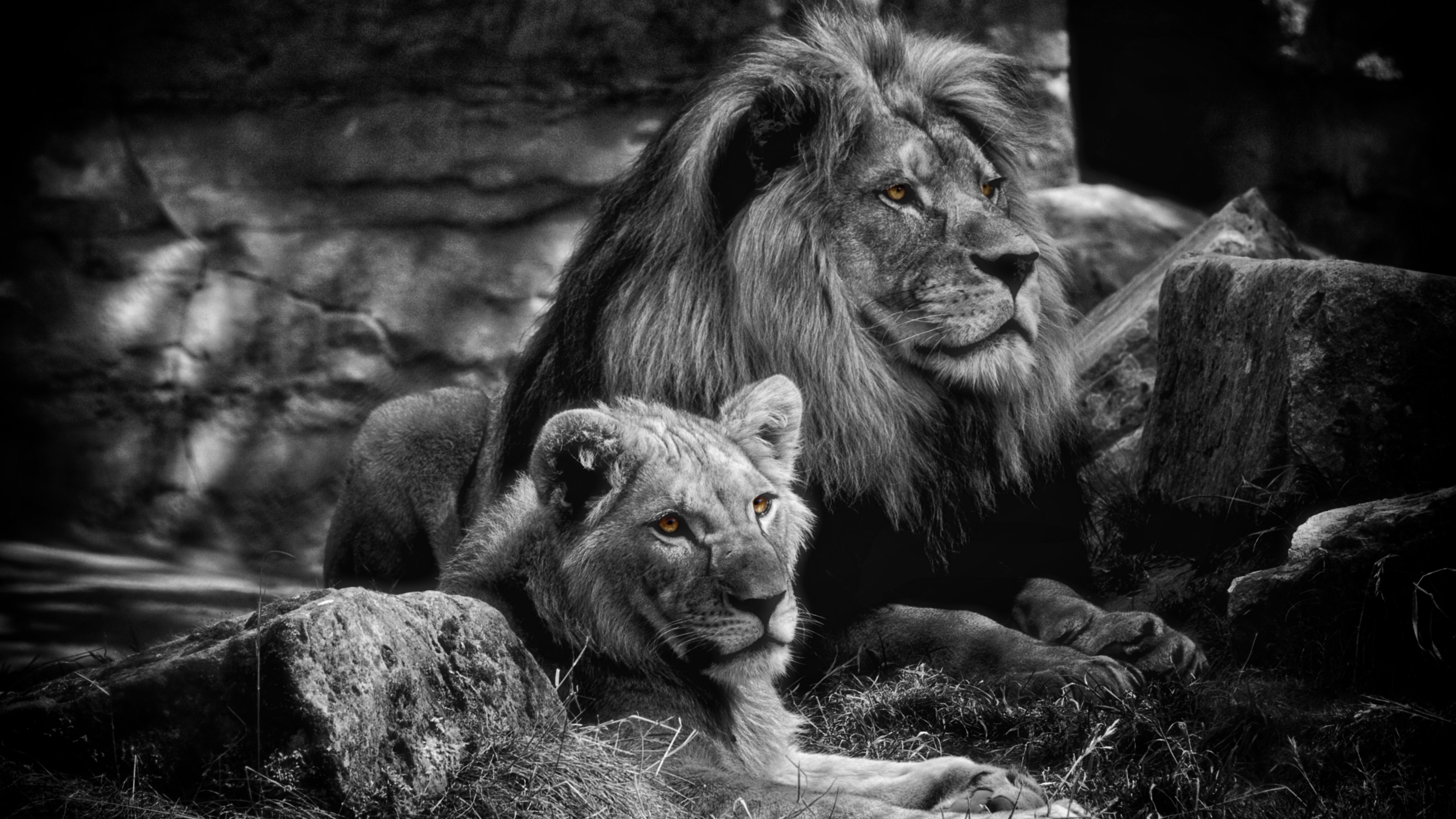 Majestic Love A 4K Ultra HD Black & White Lion Wallpaper