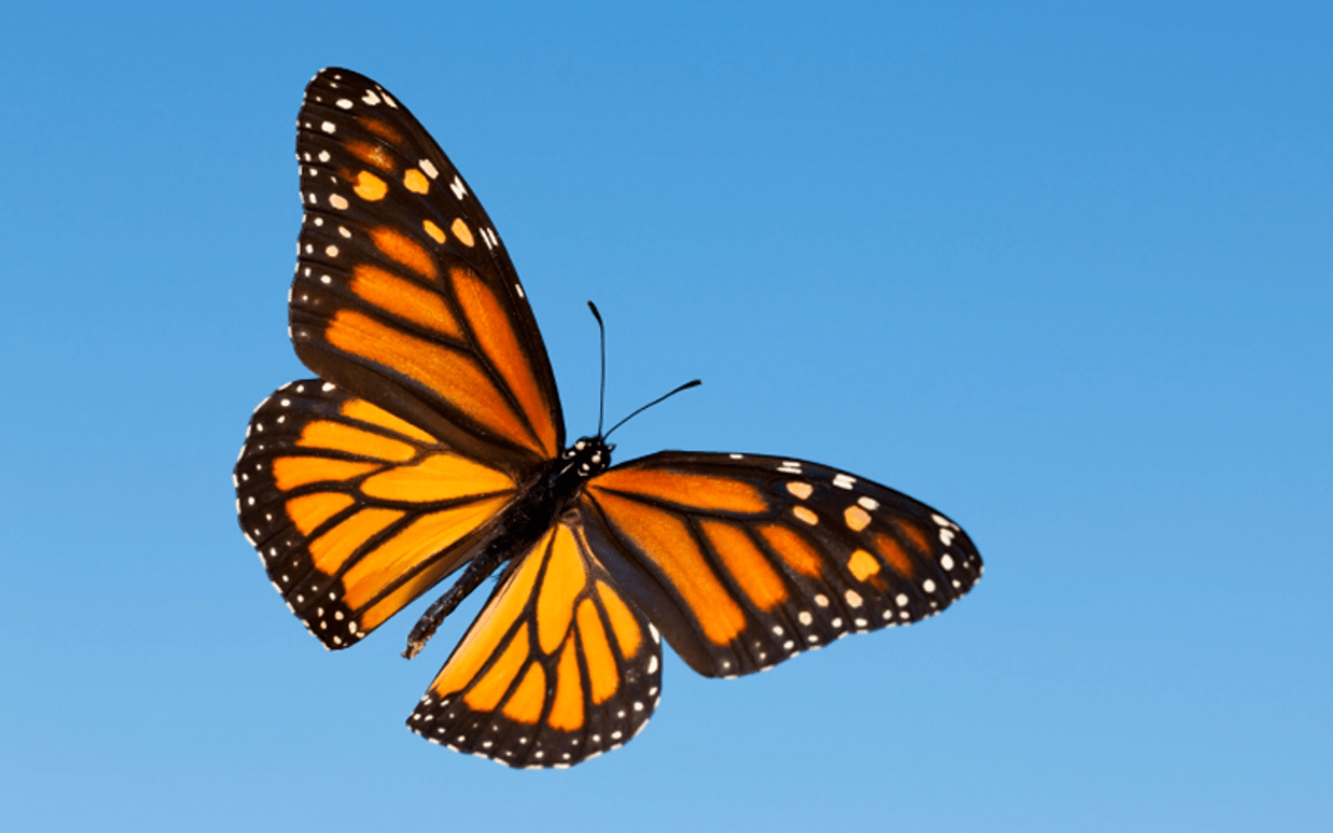 Download Monarch Butterfly Animal Butterfly HD Wallpaper