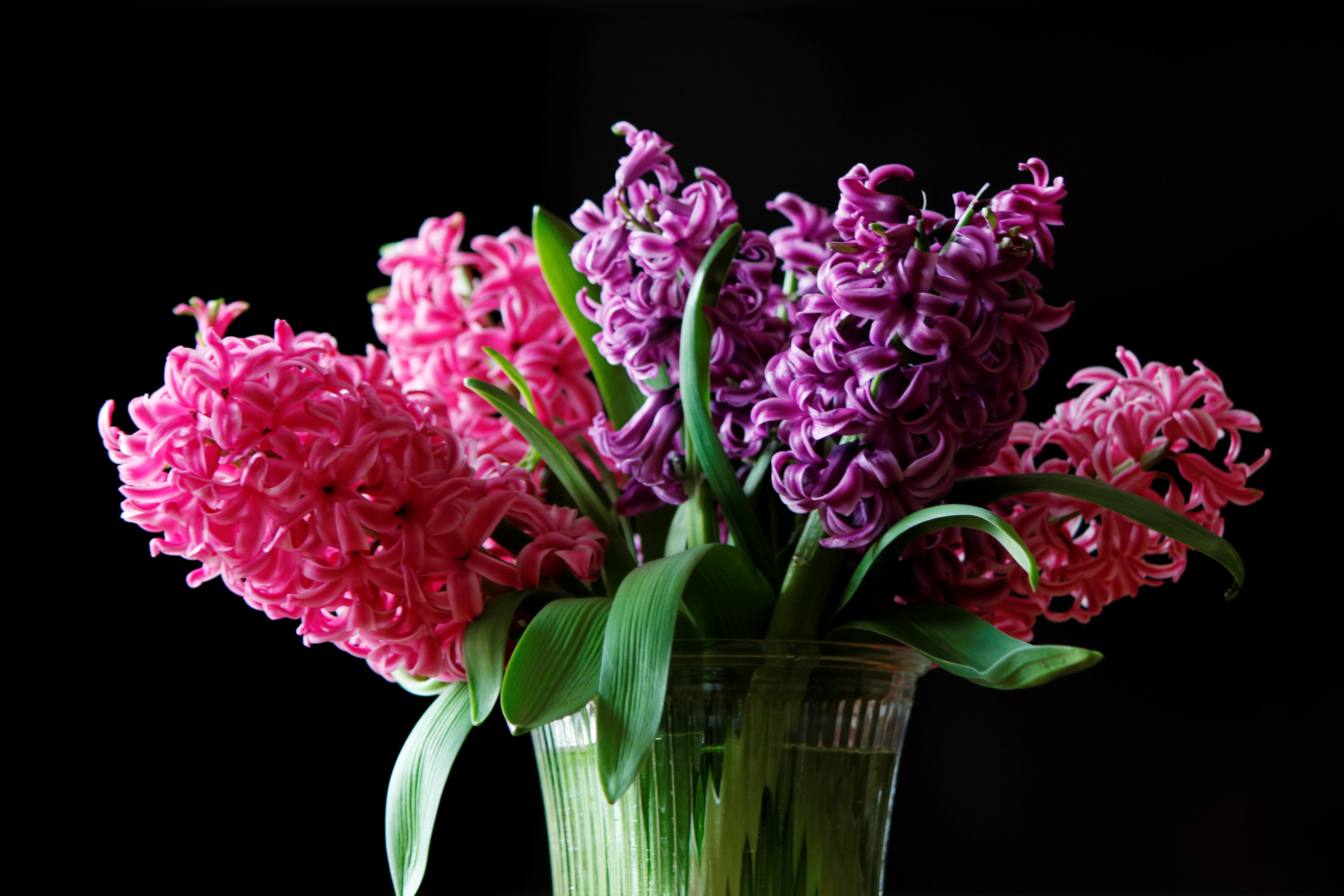 Purple Hyacinth Wallpaper