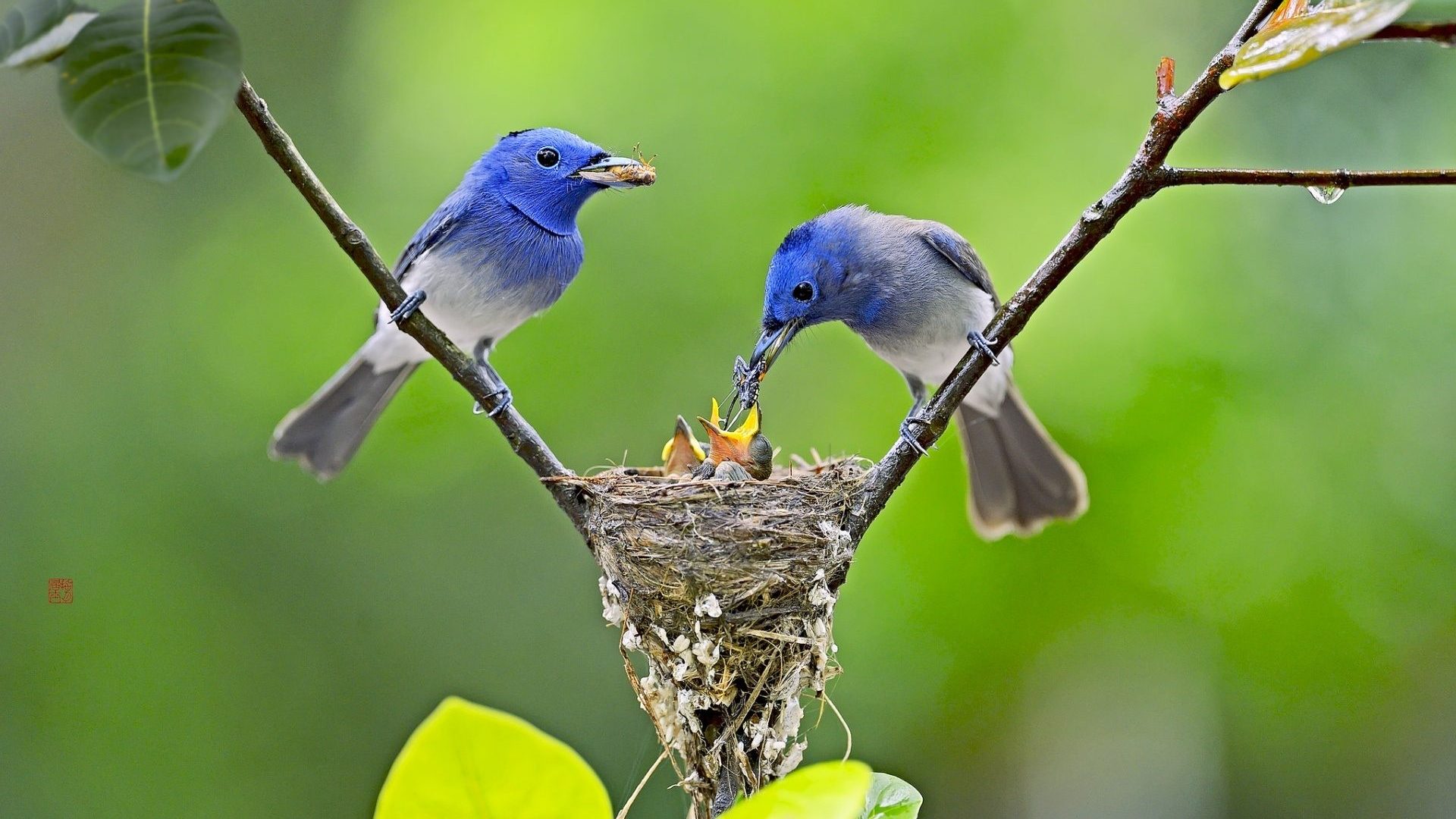 Download Nest Animal BlackNaped Monarch HD Wallpaper