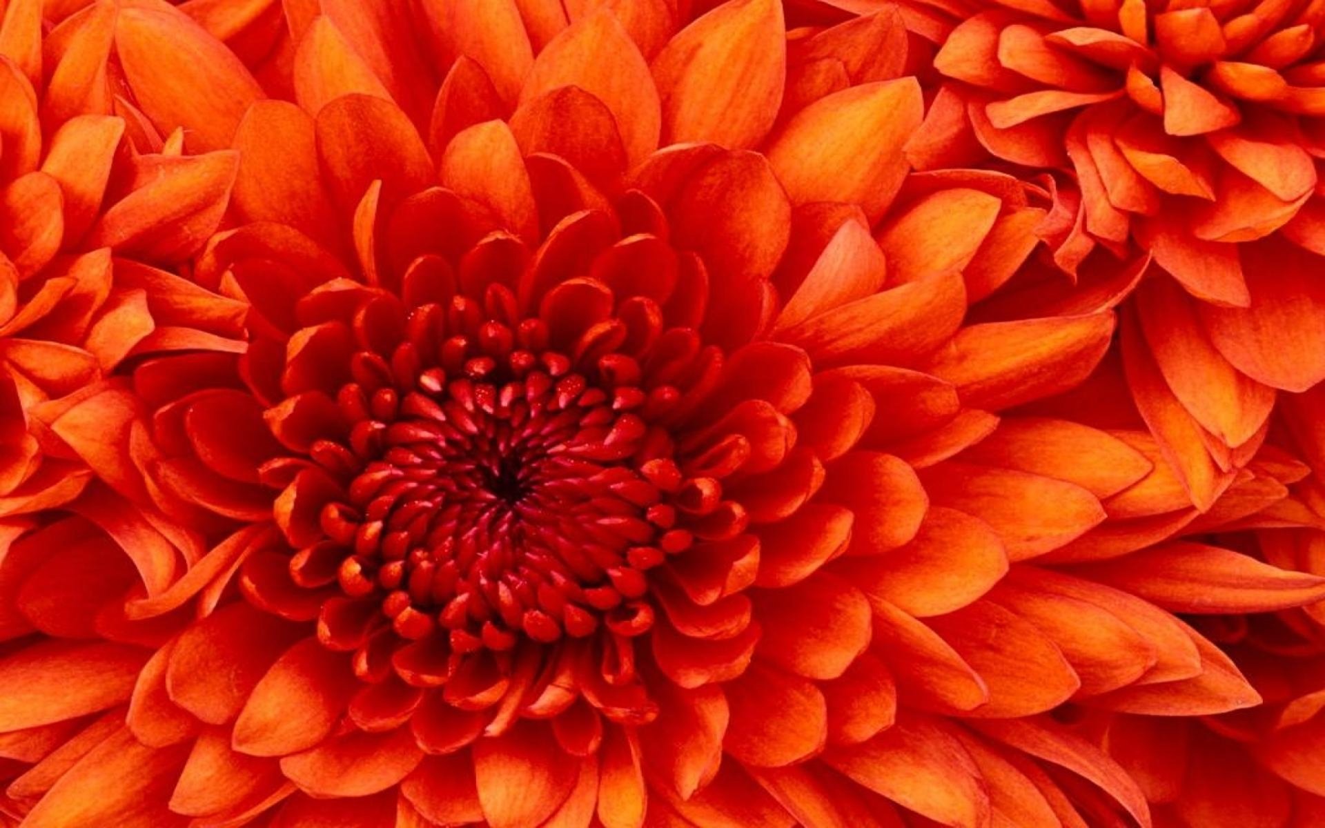 Download Orange Flower Flower Nature Dahlia HD Wallpaper