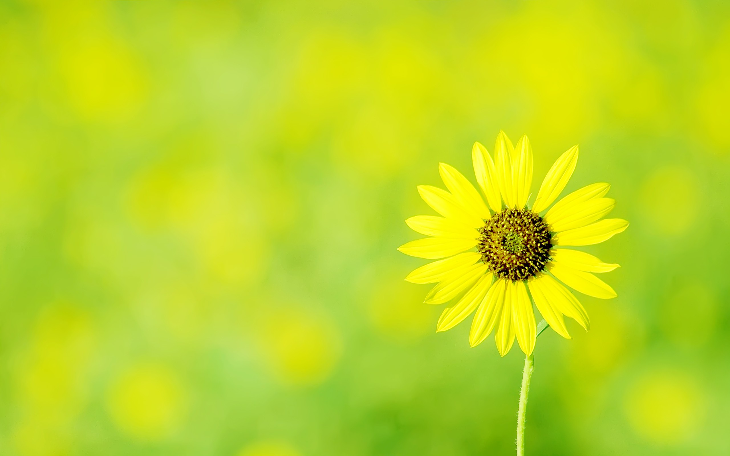 Download Yellow Flower Nature Daisy HD Wallpaper