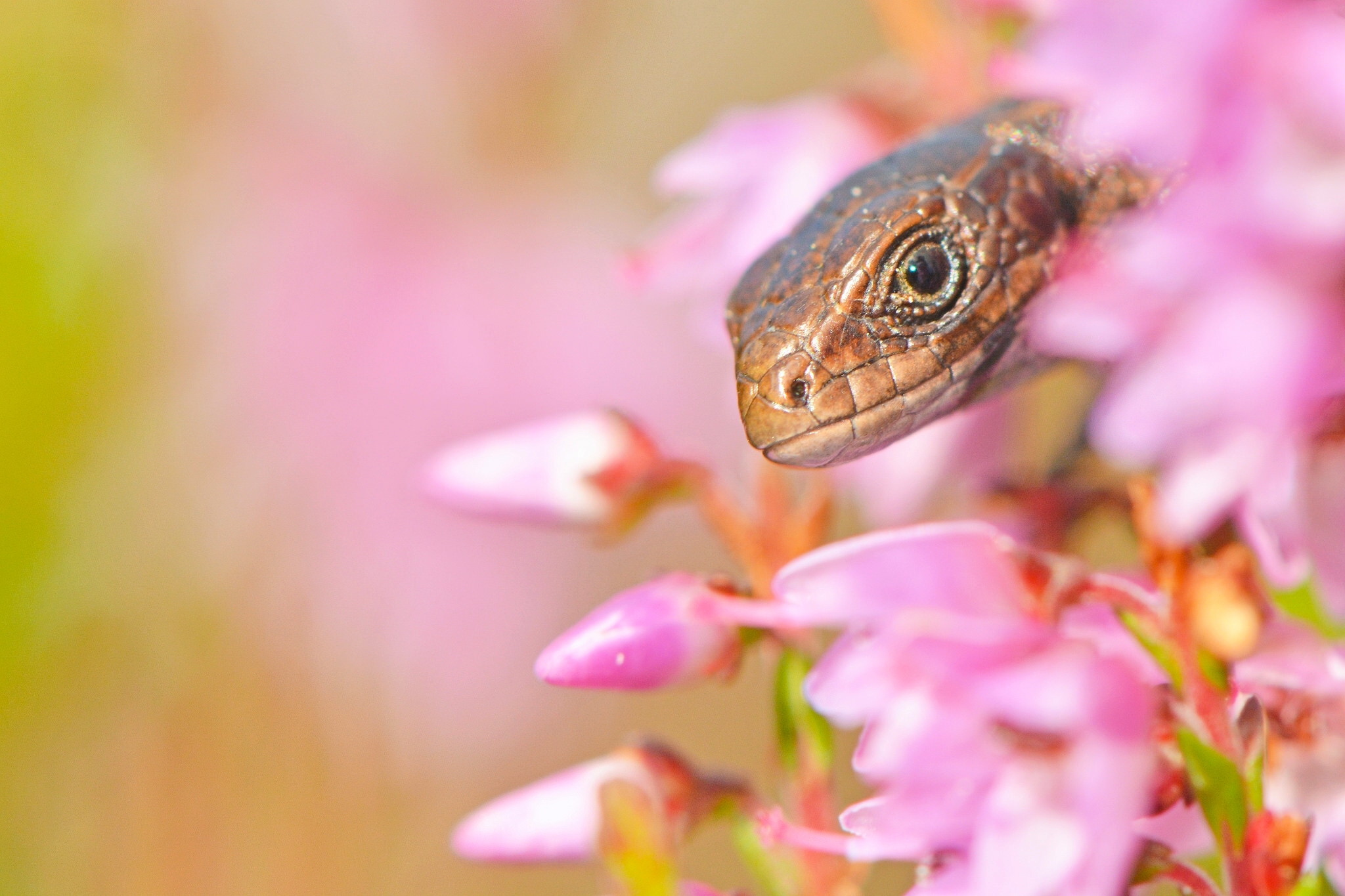 Download Pink Flower Closeup Animal Reptile HD Wallpaper