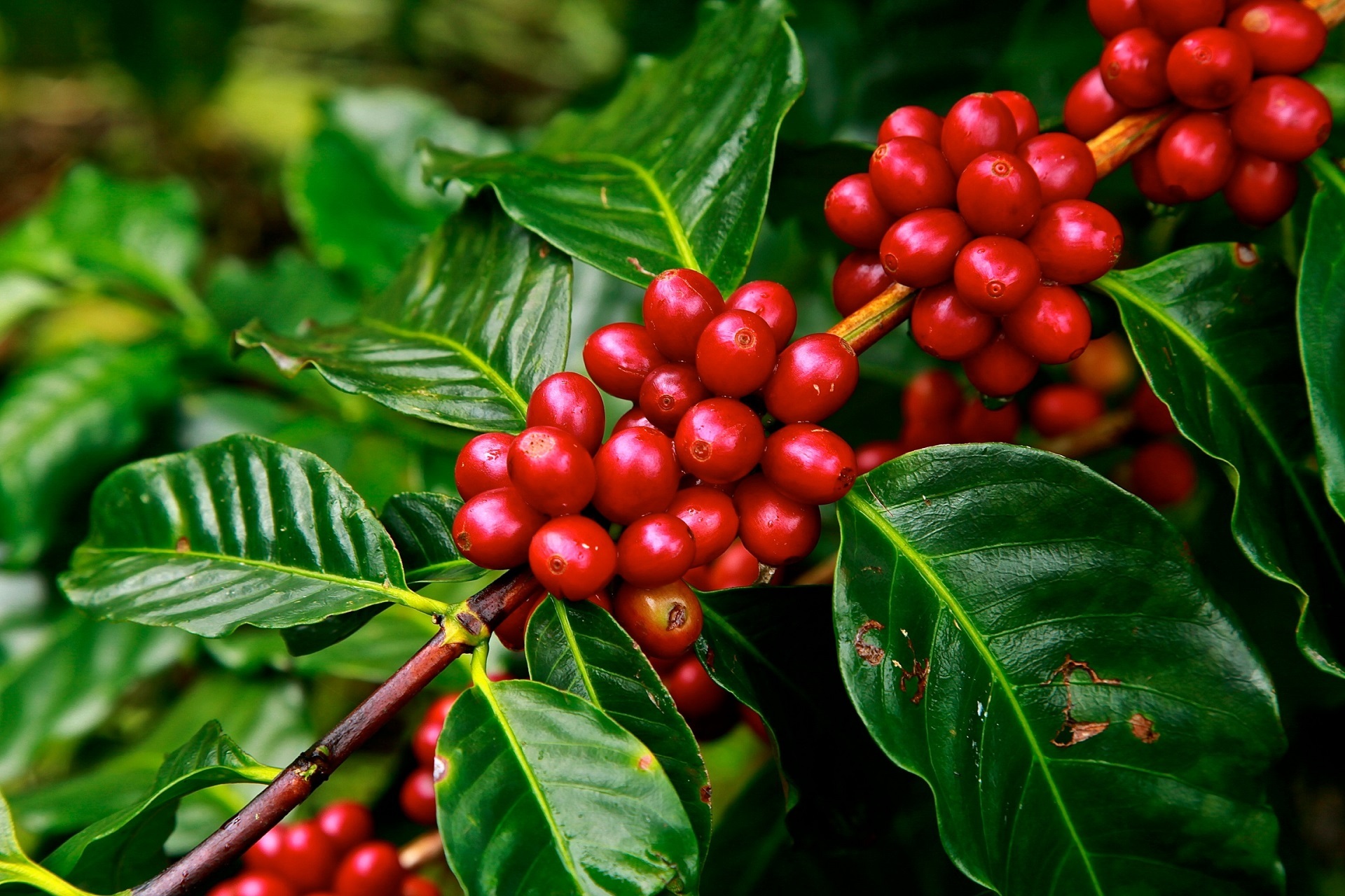 Download Coffee Plant Green Red Leaf Branch Food Berry HD Wallpaper