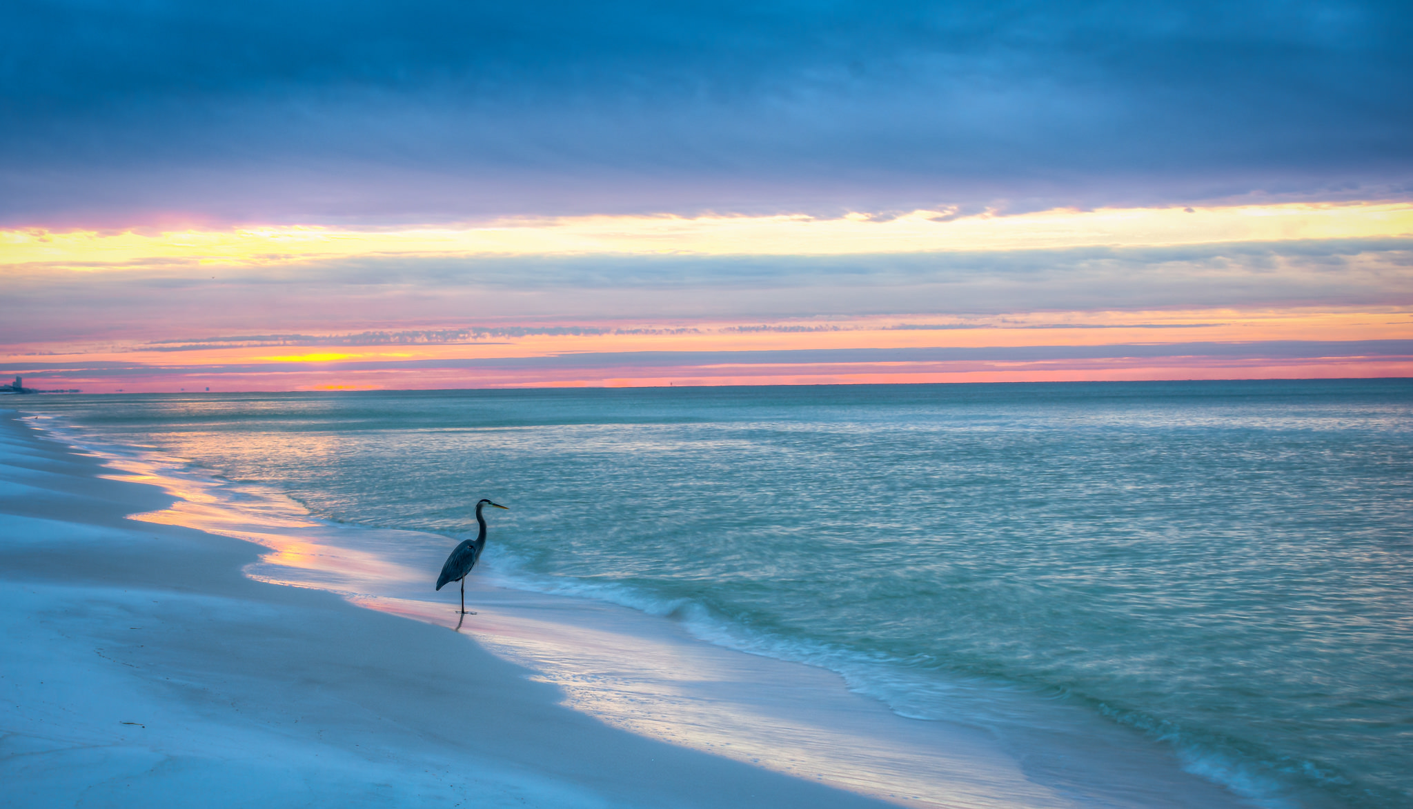 Download Horizon Gulf Coast Ocean Beach Bird Animal Heron HD Wallpaper