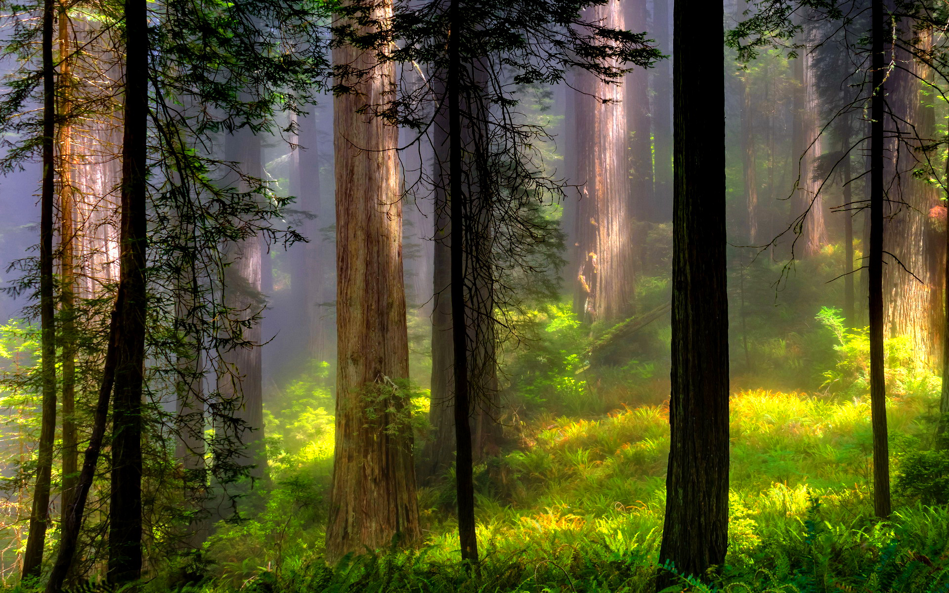 Misty Forest Wallpaper Phone / Misty Forest Wallpapers Top Free Misty