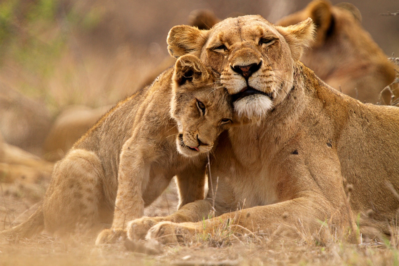 Download Baby Animal Love Cub Lioness Animal Lion Wallpaper by Thomas