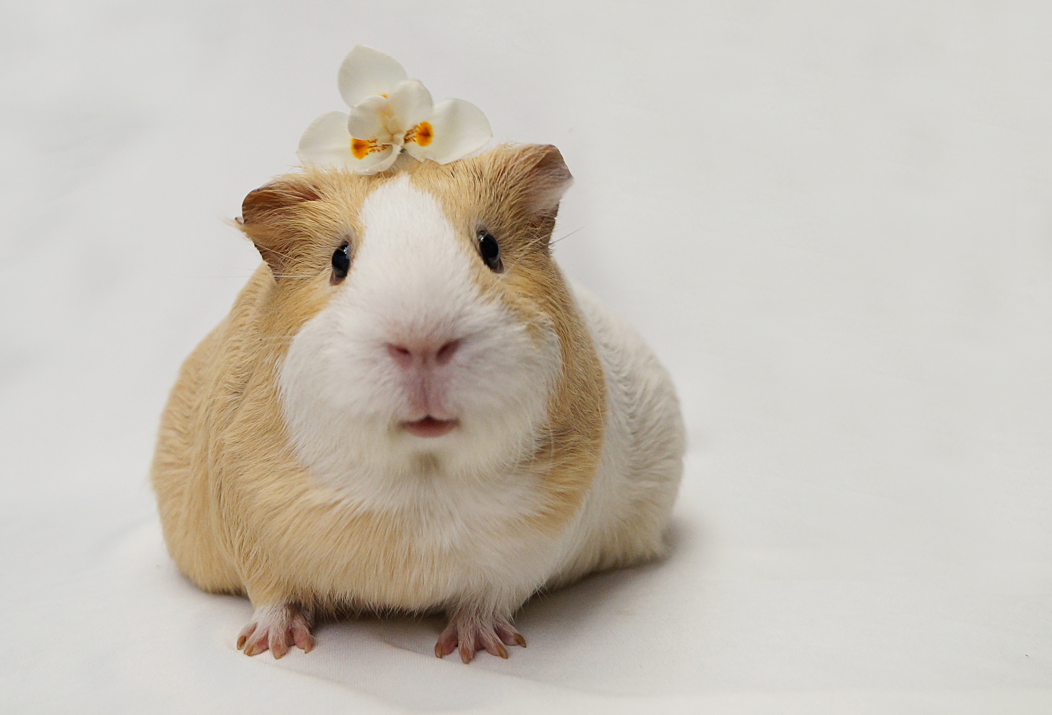 Guinea Pig HD Wallpaper
