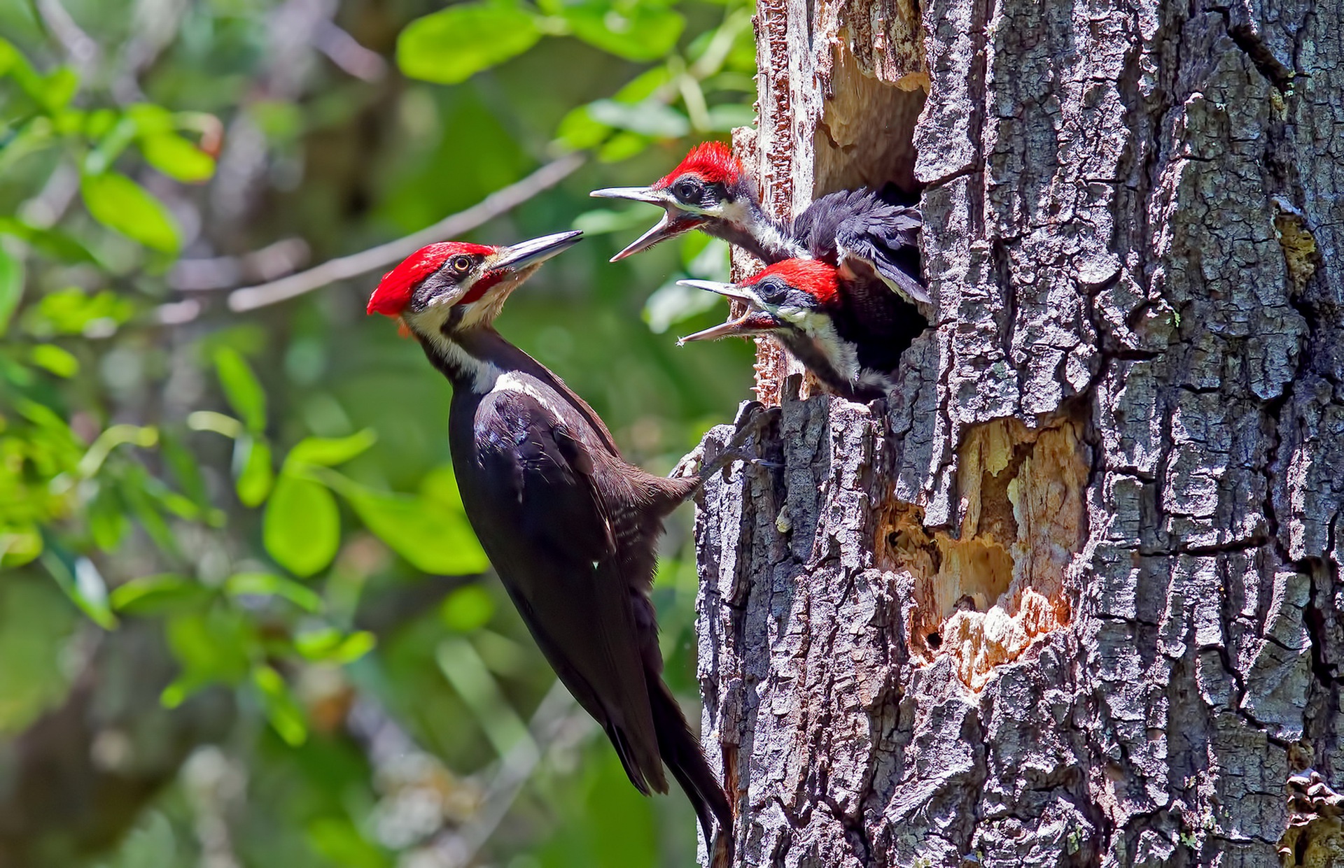 Download Bird Animal Woodpecker HD Wallpaper