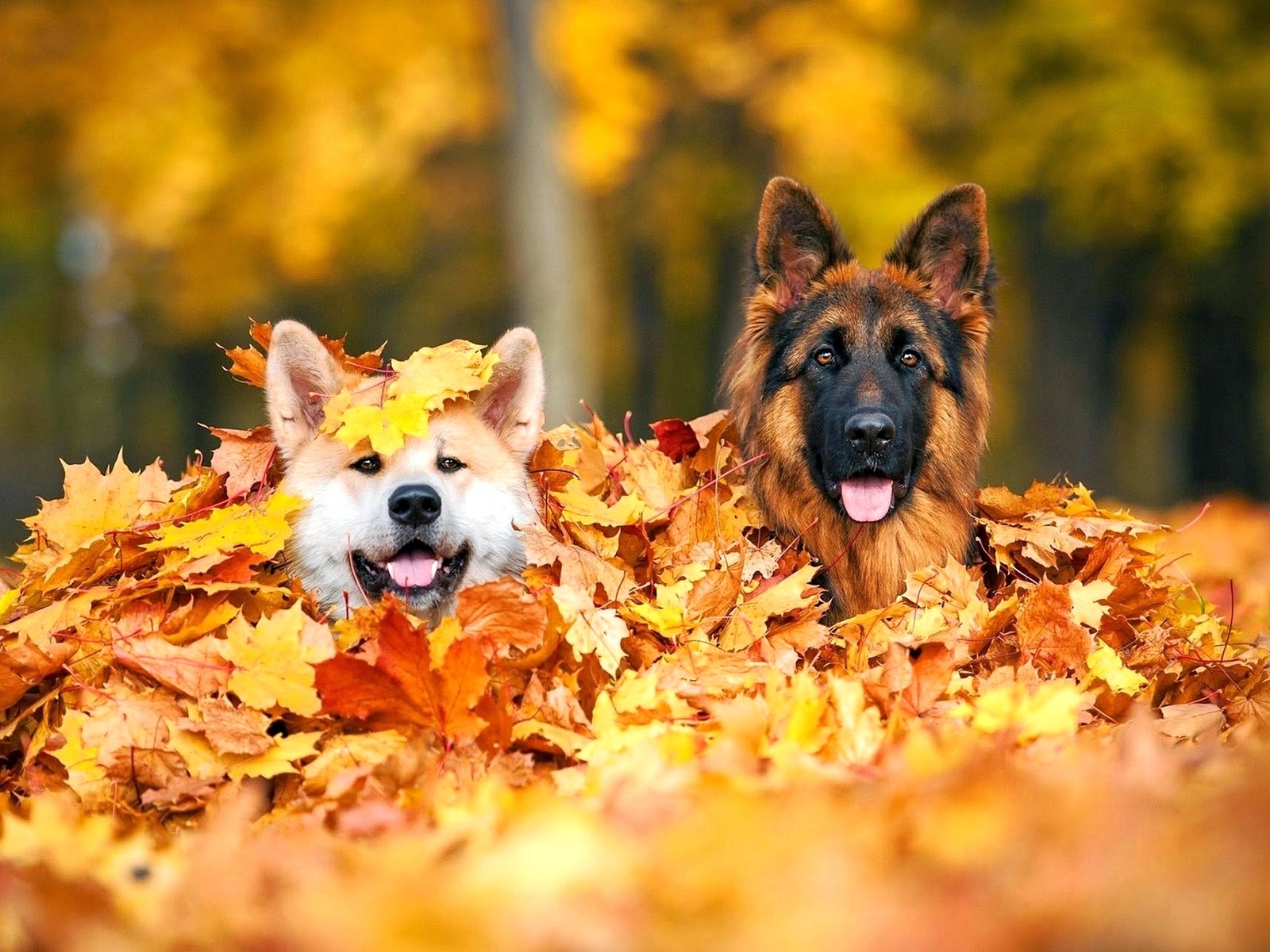 Download Leaf Fall German Shepherd Animal Dog Wallpaper