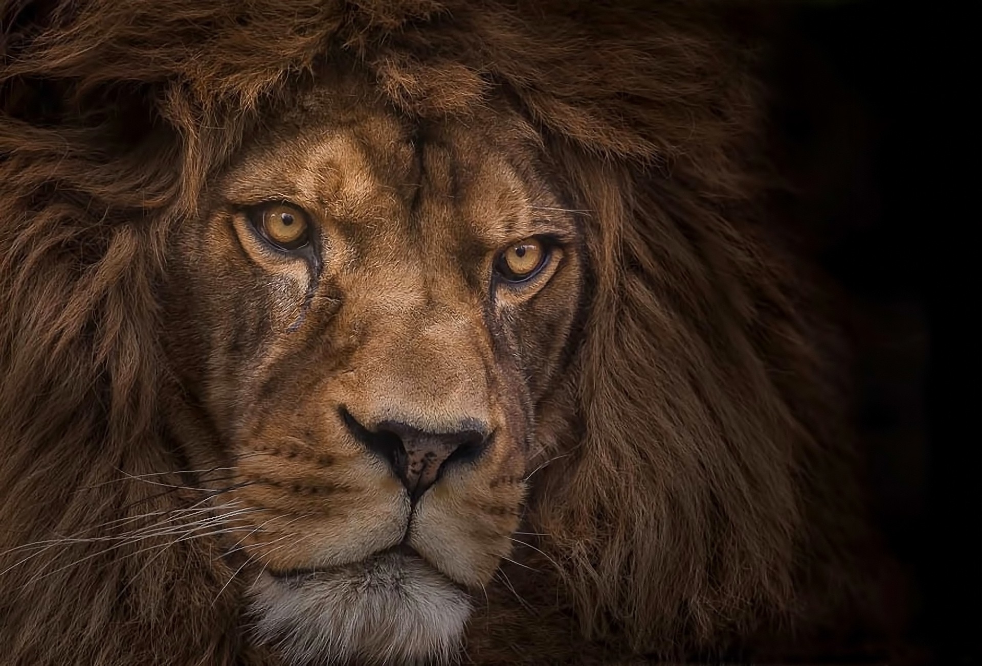 Download Closeup Face Animal Lion HD Wallpaper