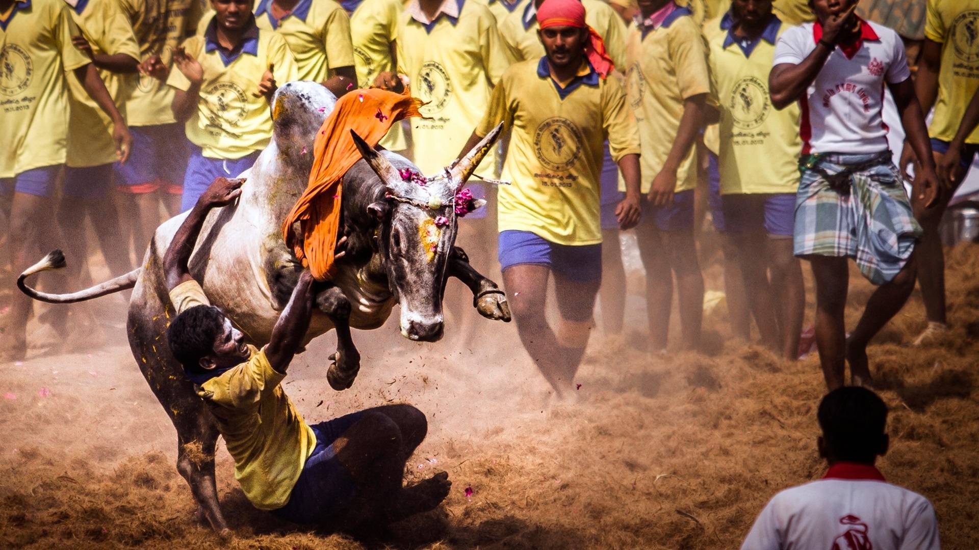 Jallikattu Tamil Bull Sport HD Wallpaper