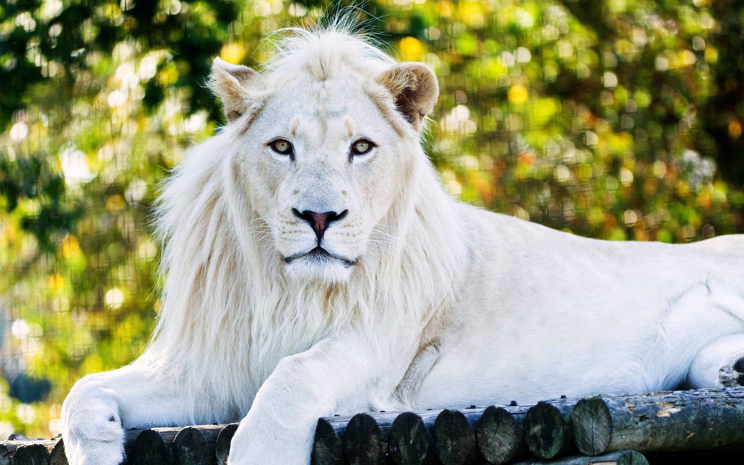 White Lion Majesty HD Wallpaper