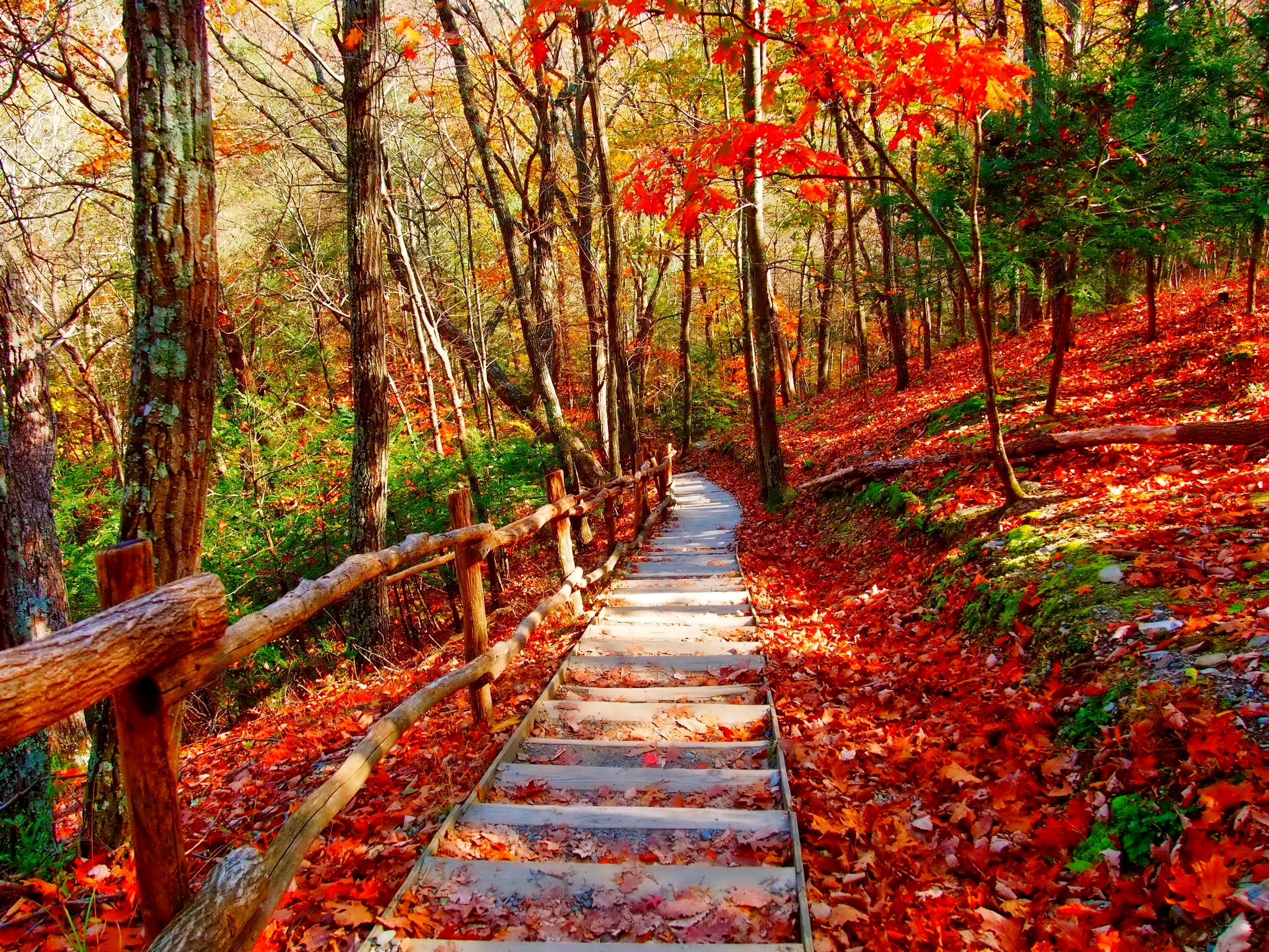 Autumn Forest Pathway HD Wallpaper