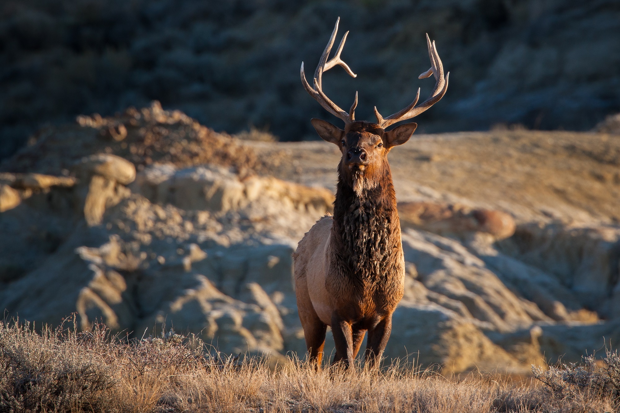 Download Blur Mammal Animal Elk HD Wallpaper