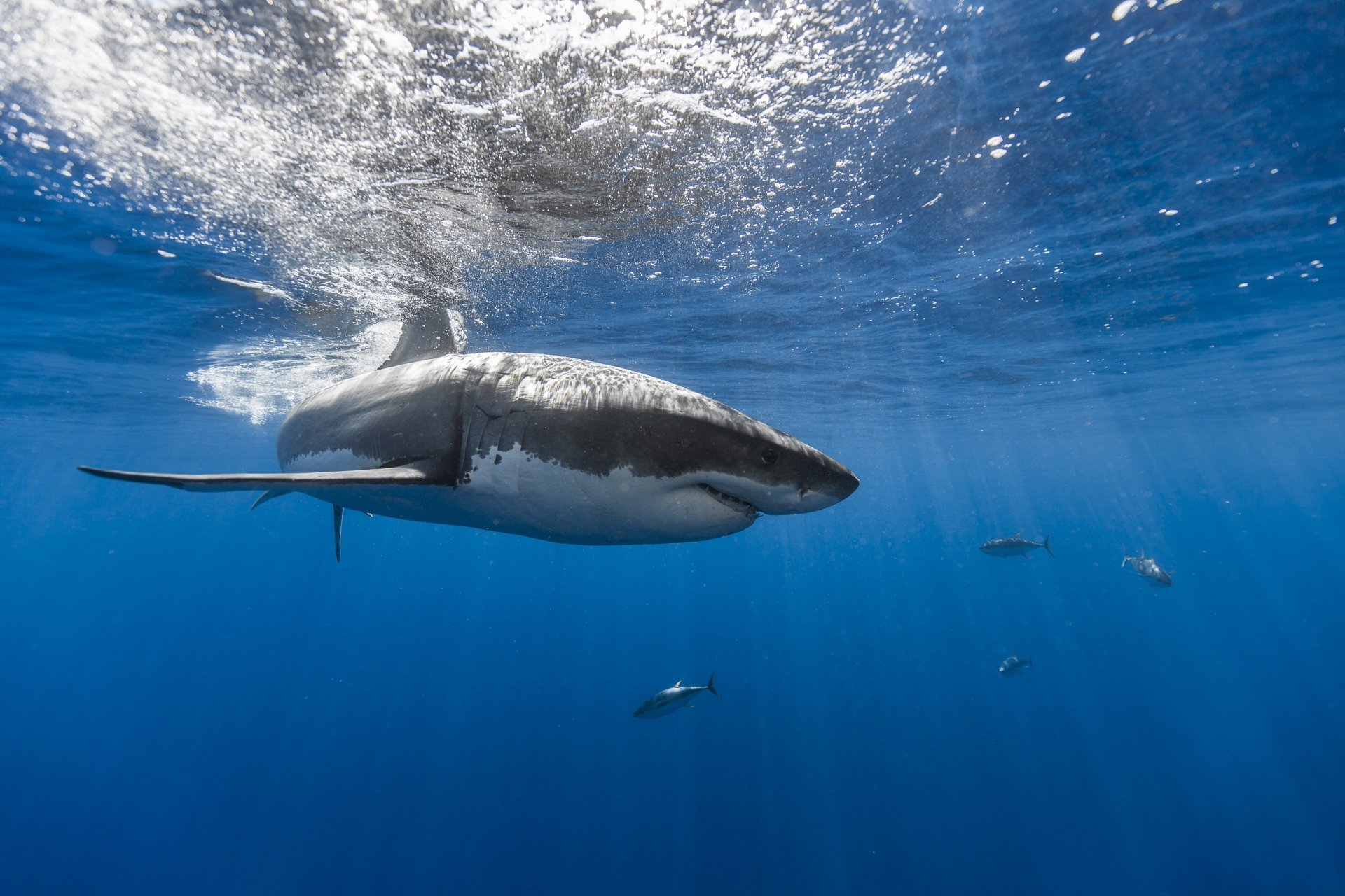 Shark HD Wallpaper Background Image 2560x1707 ID792344
