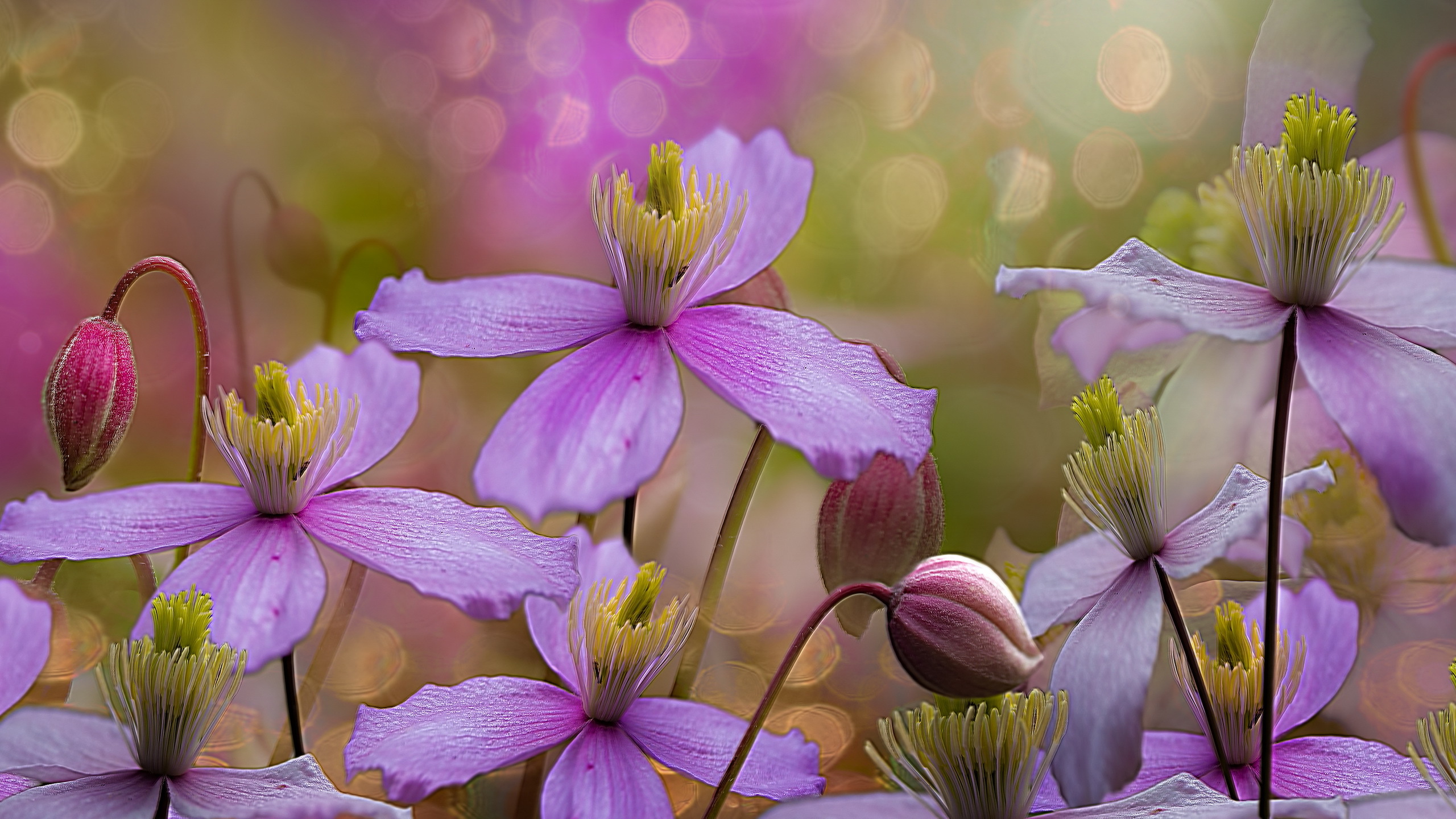 Download Purple Flower Nature Flower HD Wallpaper