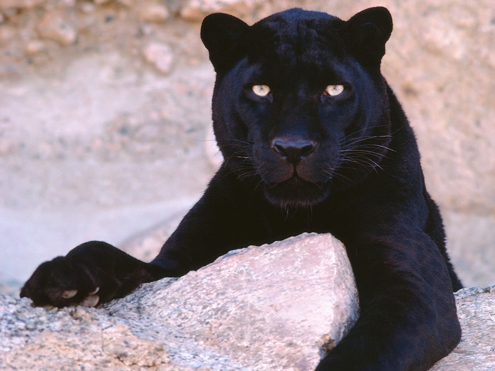 Download Animal Black Panther Wallpaper