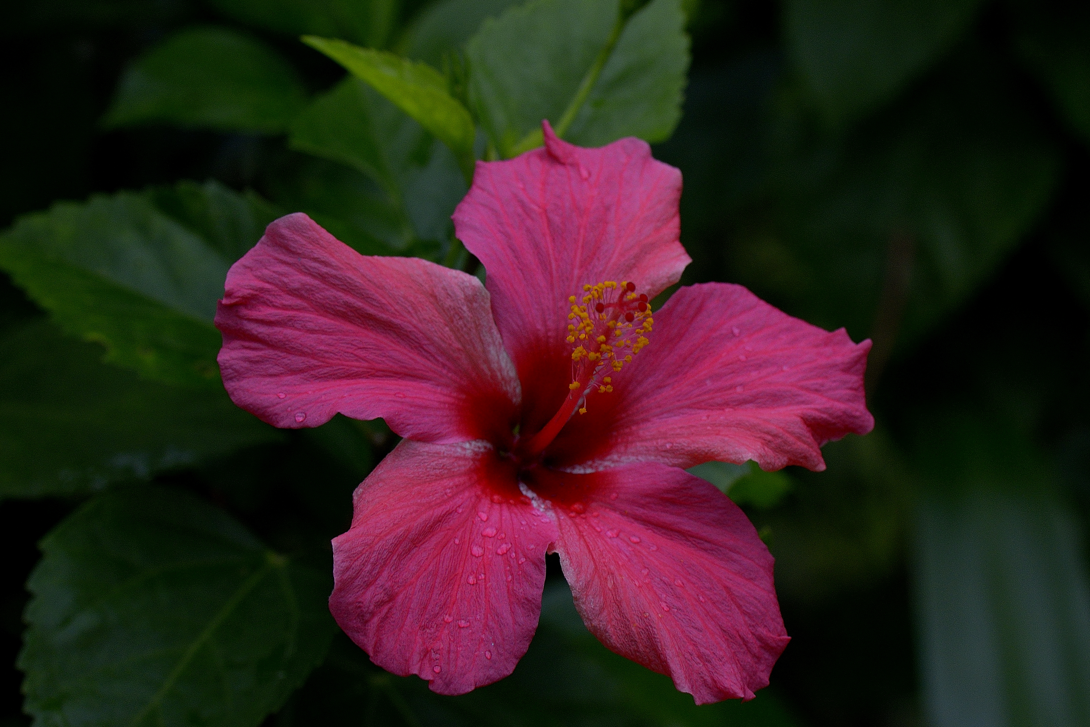 Pink Hibiscus 4k Ultra HD Wallpaper Background Image 4389x2926 ID