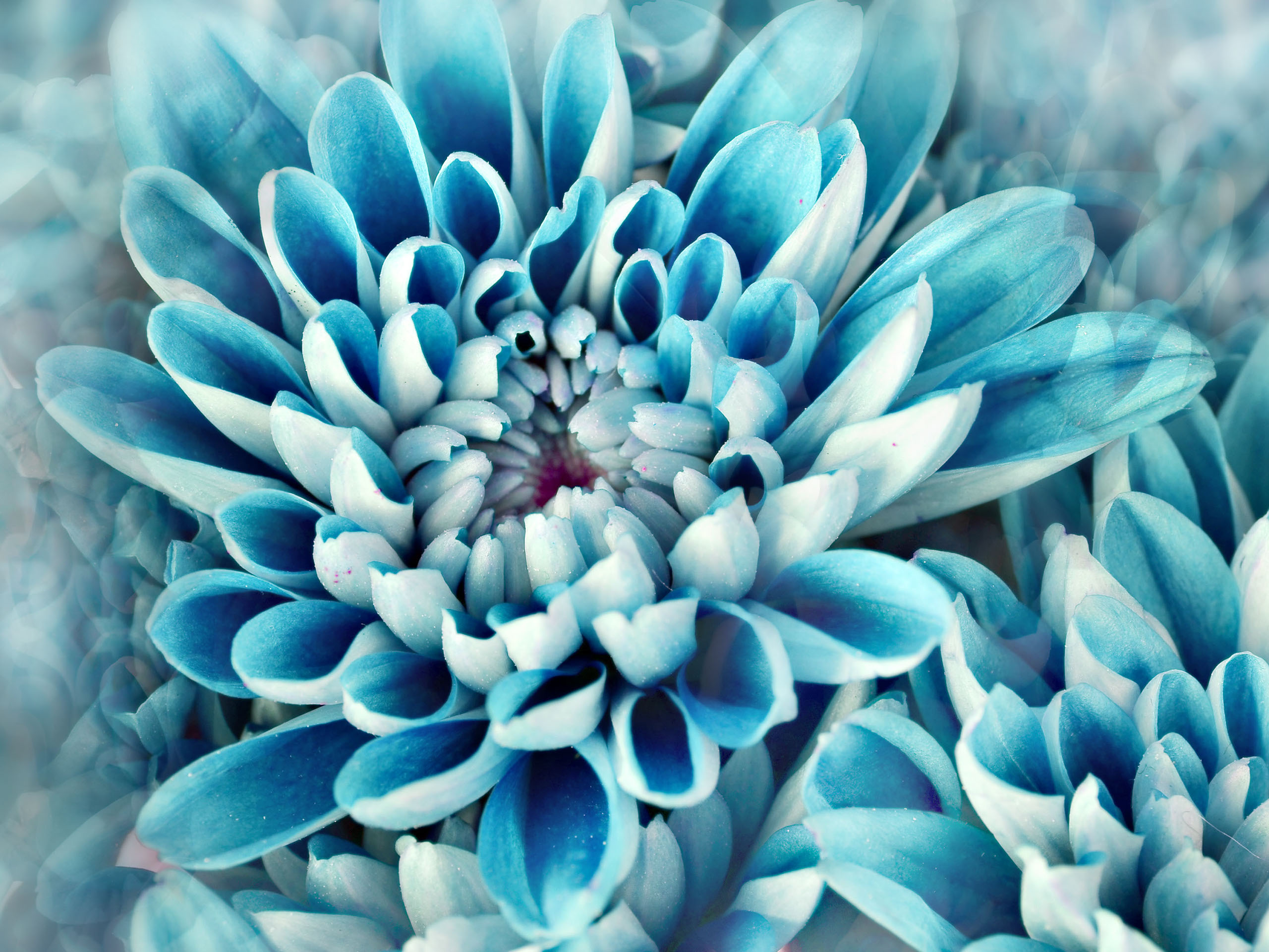 Download Blue Flower Macro Flower Nature Dahlia HD Wallpaper