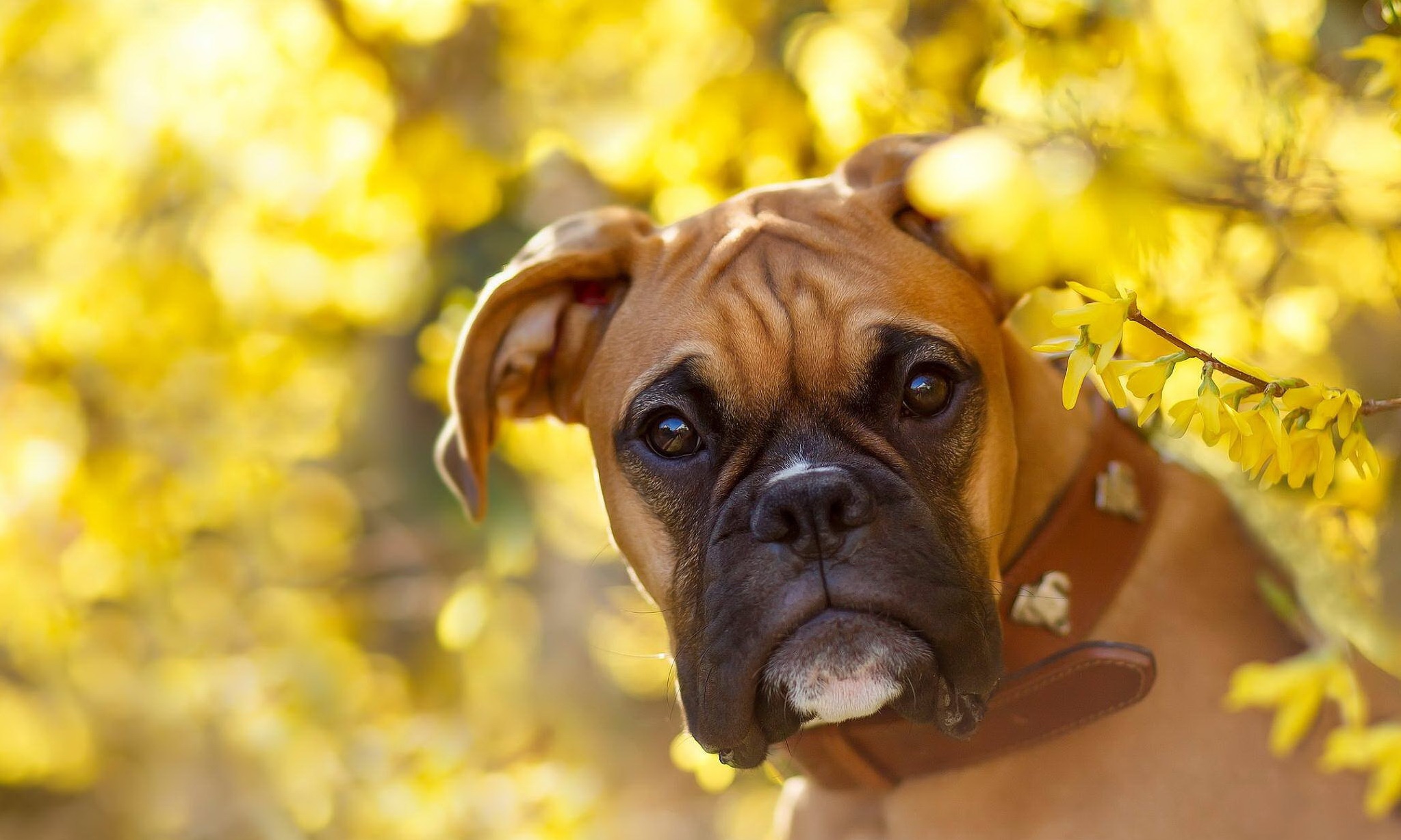 Boxer Fondo de pantalla HD Fondo de Escritorio