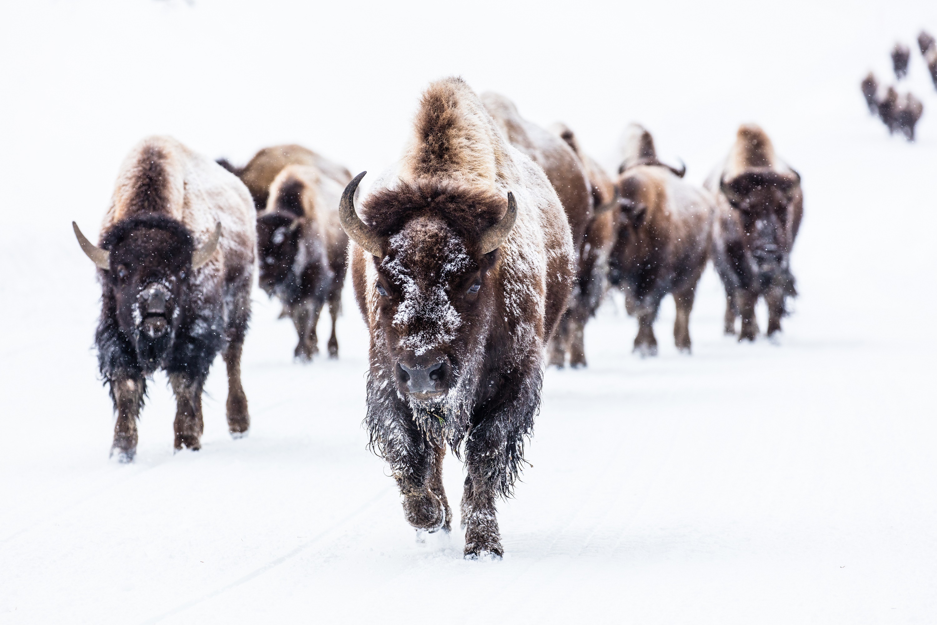 Download Winter Snow Buffalo Animal American Bison HD Wallpaper