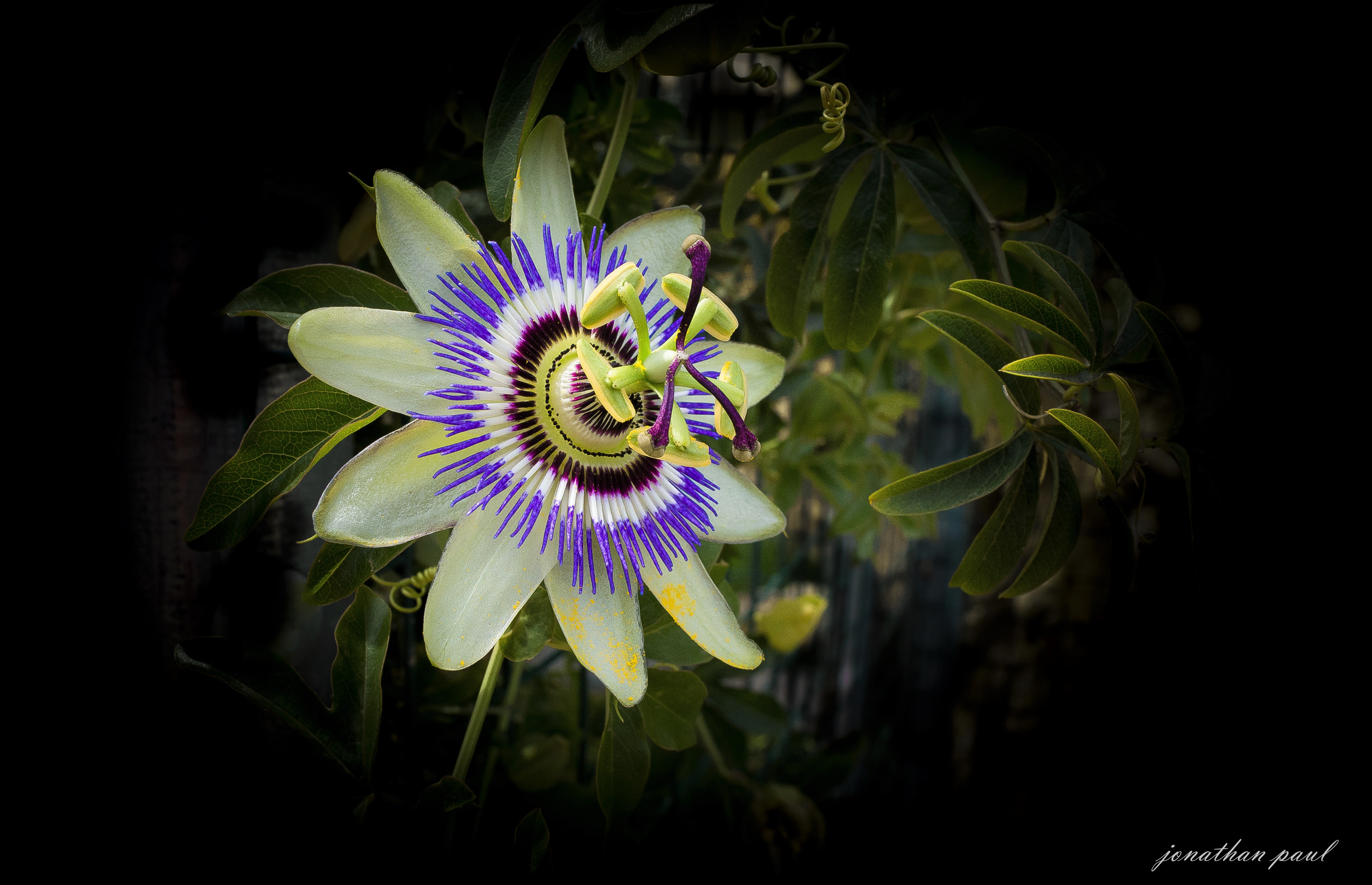 Nature Passion Flower 4k Ultra HD Wallpaper by jonathan paul