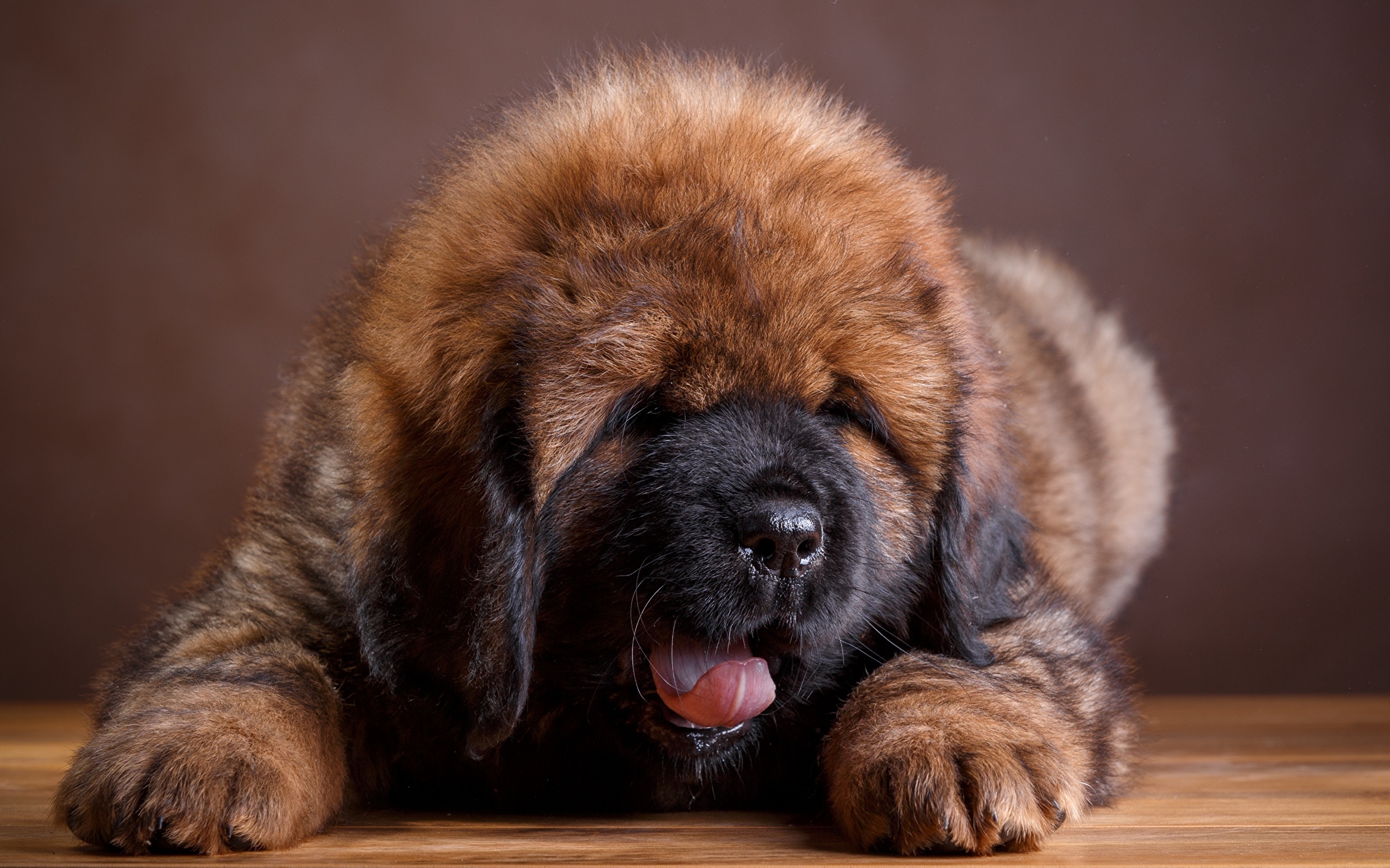 Download Puppy Baby Animal Dog Animal Tibetan Mastiff HD Wallpaper