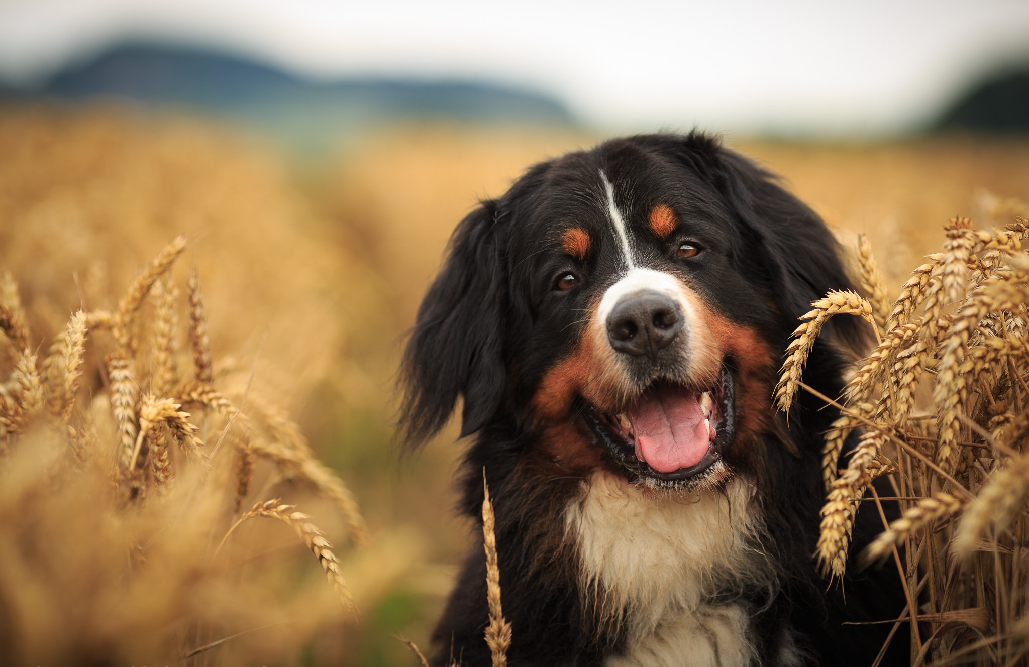 Download Sennenhund Wheat Summer Depth Of Field Dog Animal Bernese