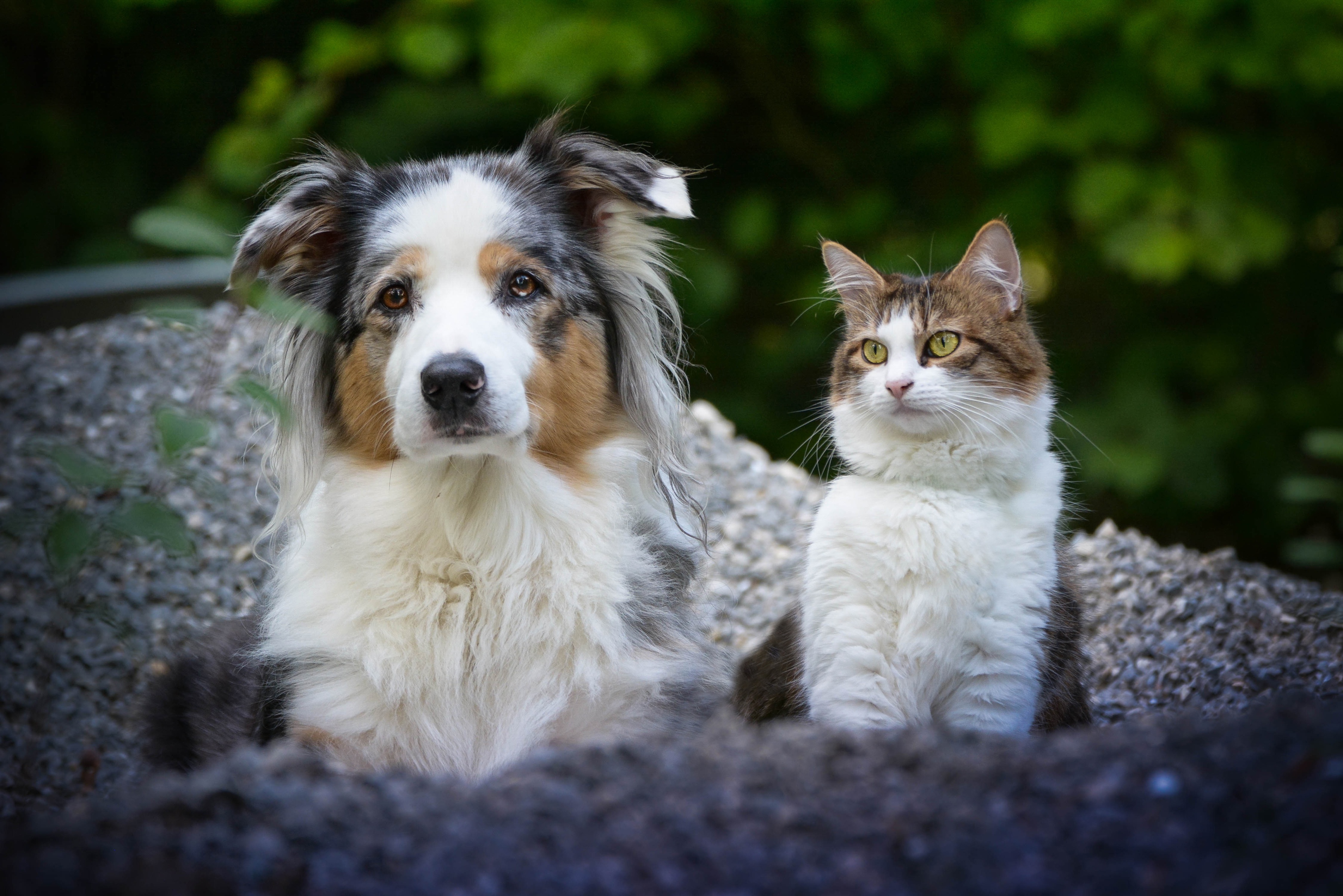 Download Australian Shepherd Dog Cat Animal Cat & Dog HD Wallpaper