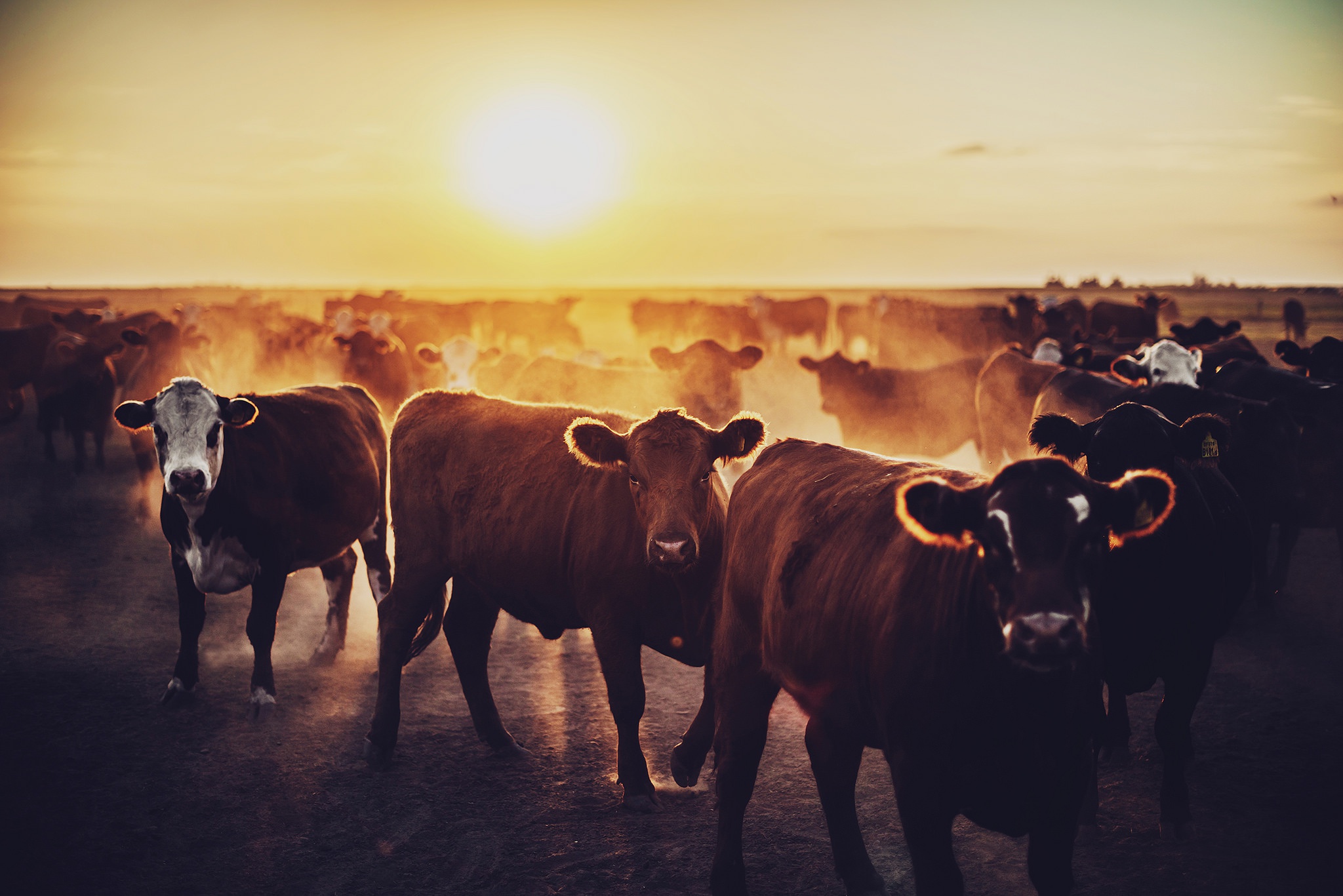 Download Sunset Animal Cow HD Wallpaper