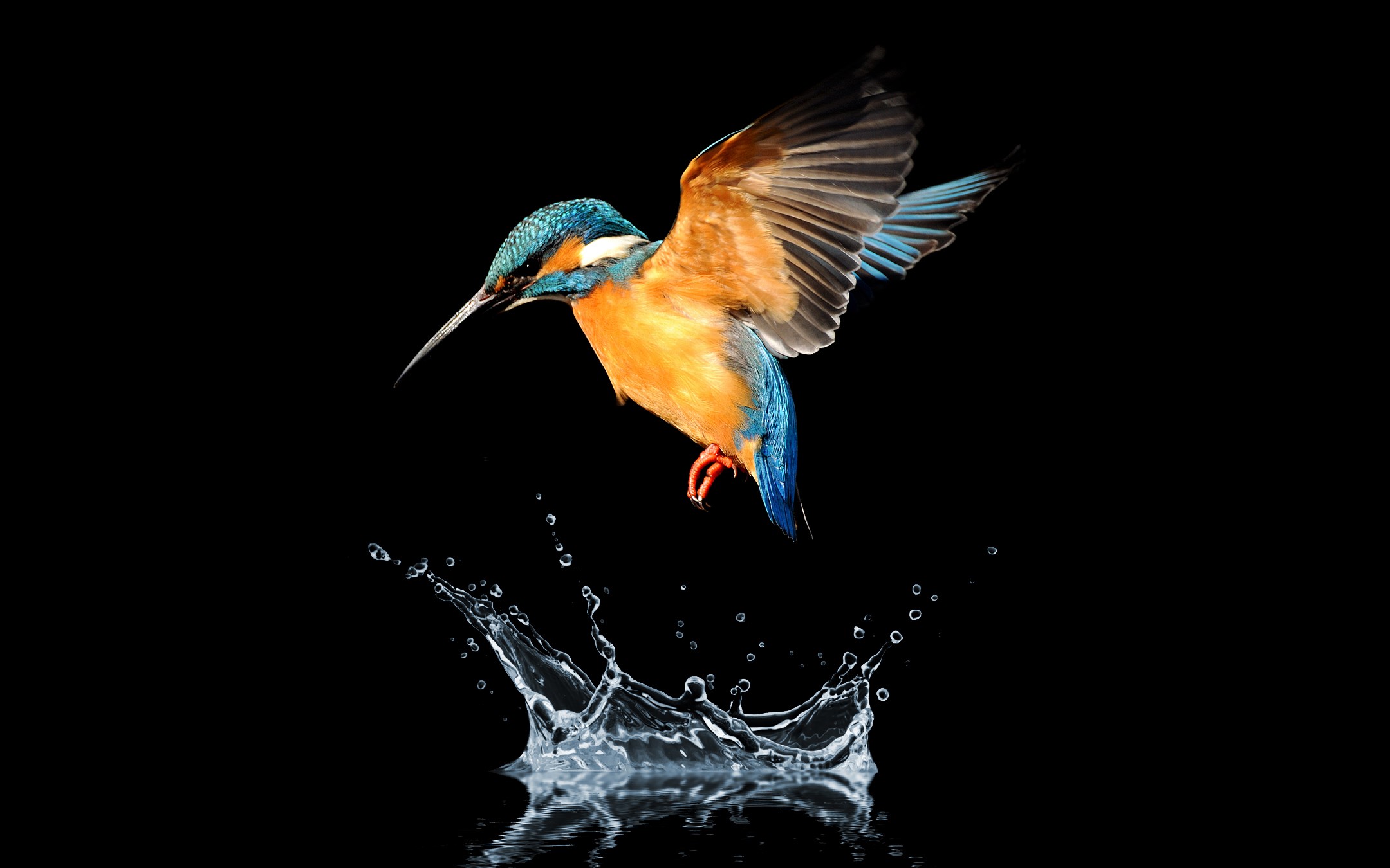 Kingfisher 4k Wallpaper