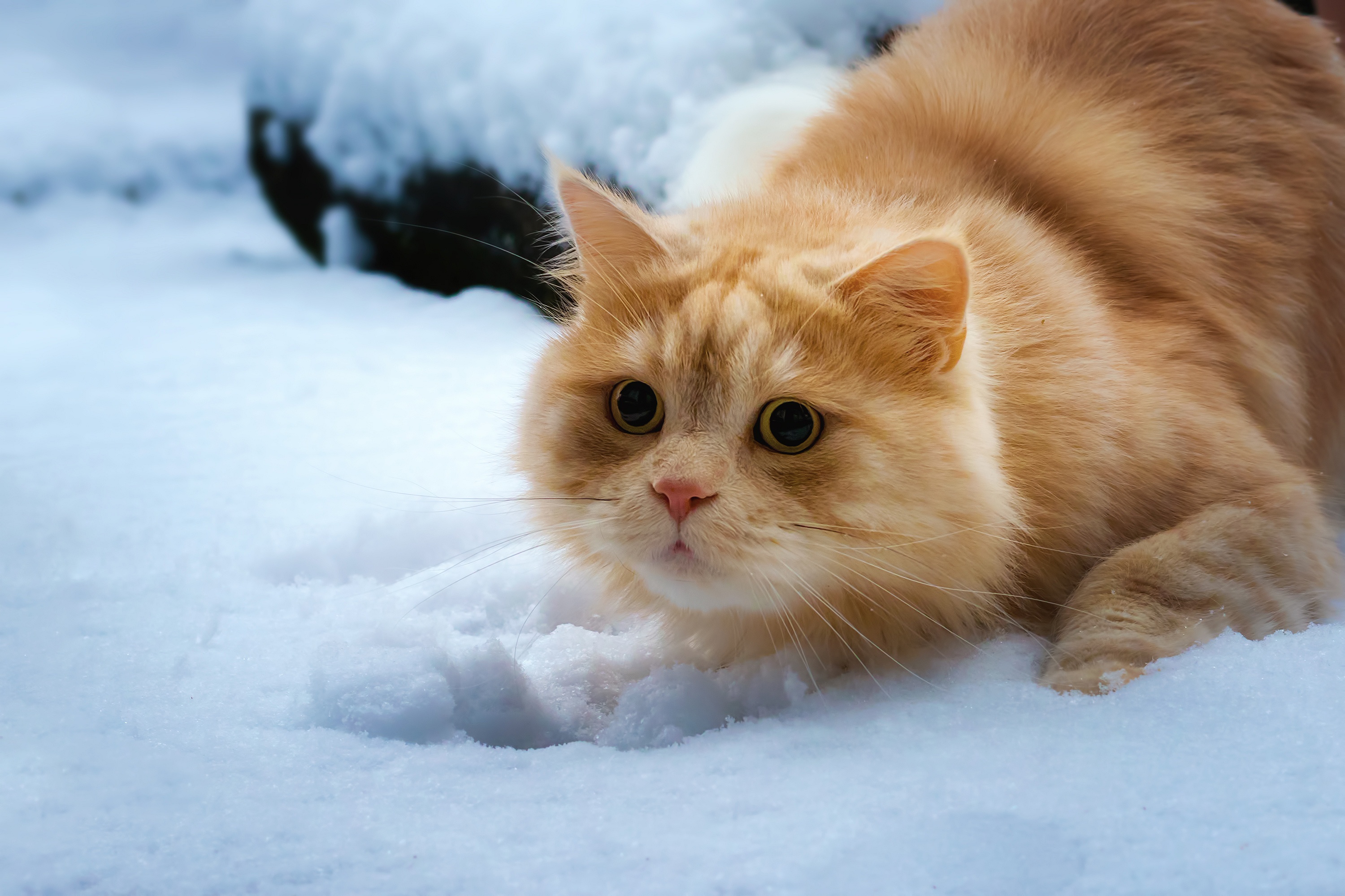 Cat HD Wallpaper Background Image 3000x2000 ID911246 Wallpaper
