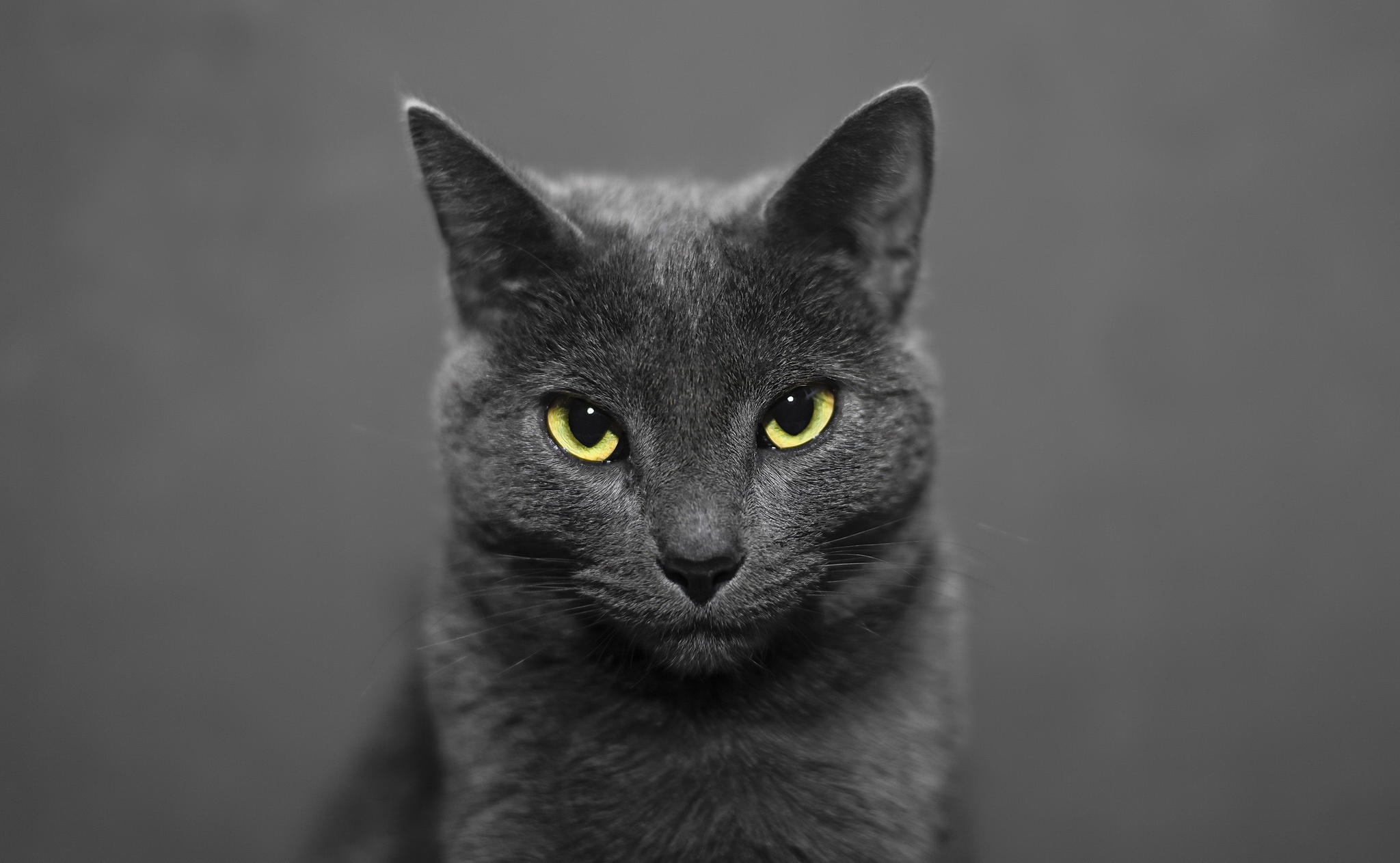 Intense Gaze HD Cat Wallpaper