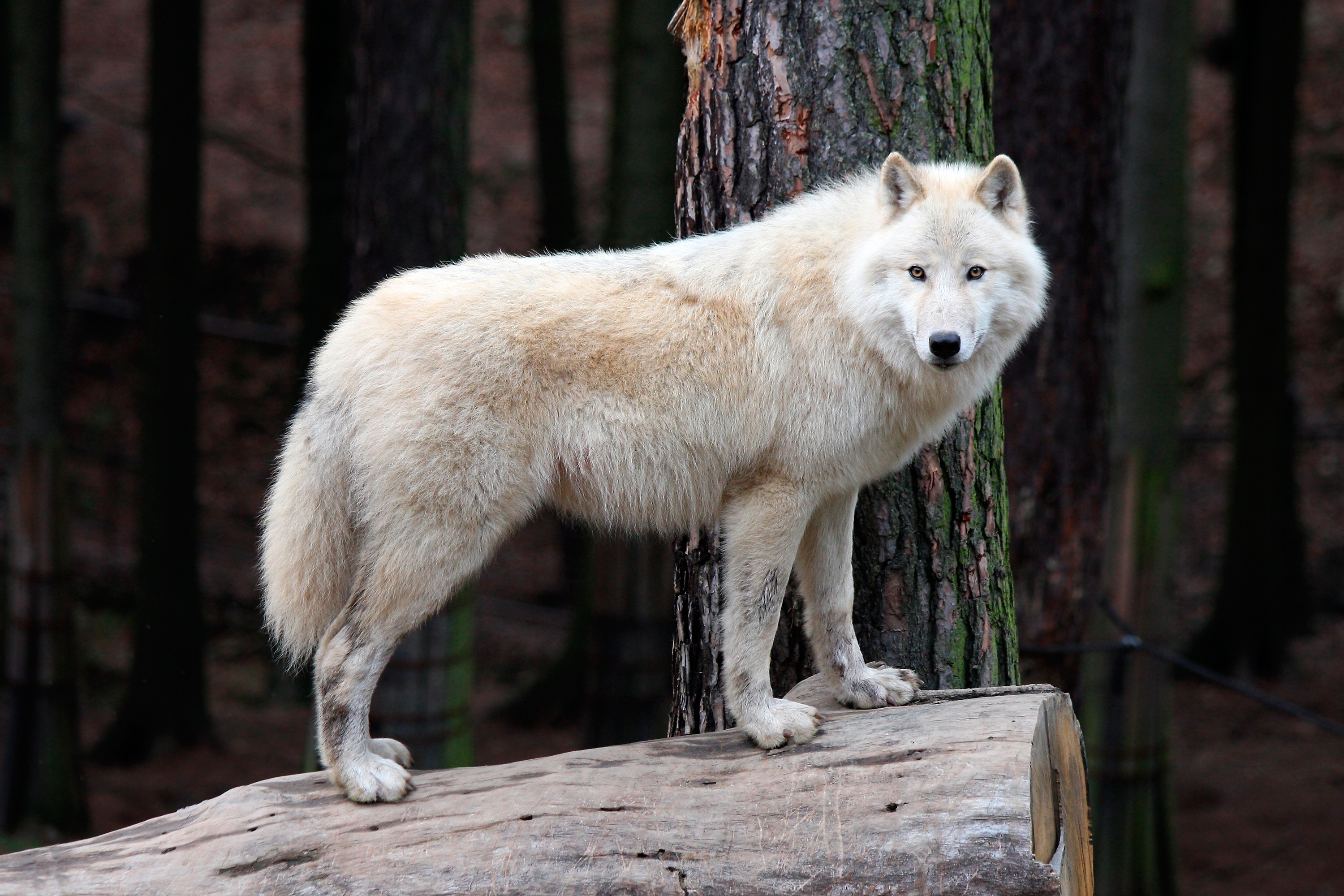 Download White Wolf Animal Wolf HD Wallpaper