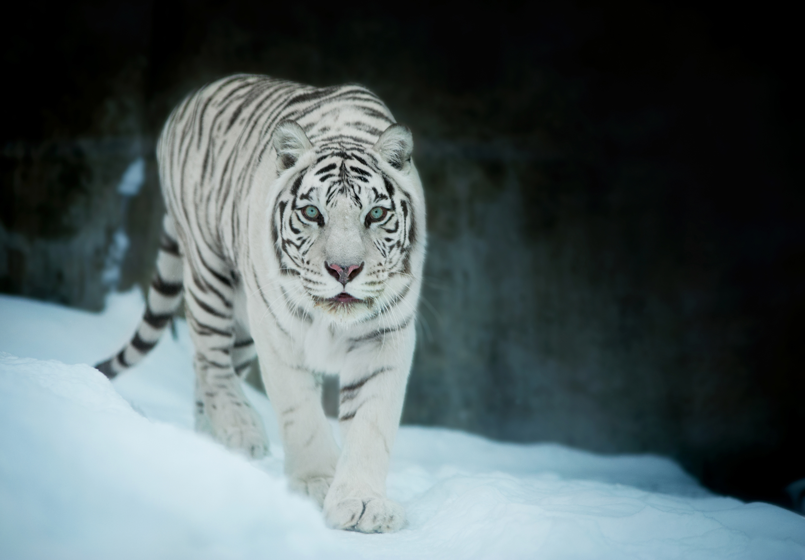 Download Animal White Tiger HD Wallpaper