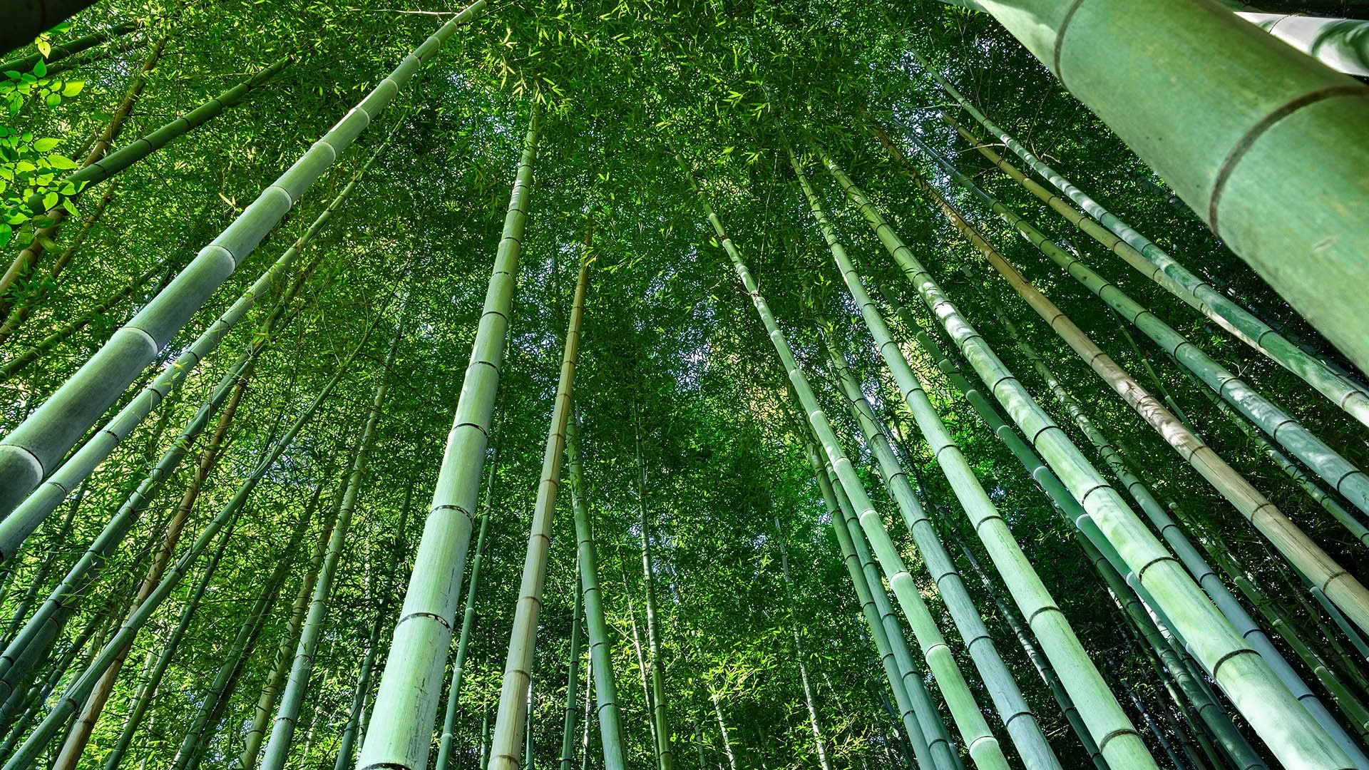 Download Forest Nature Bamboo HD Wallpaper